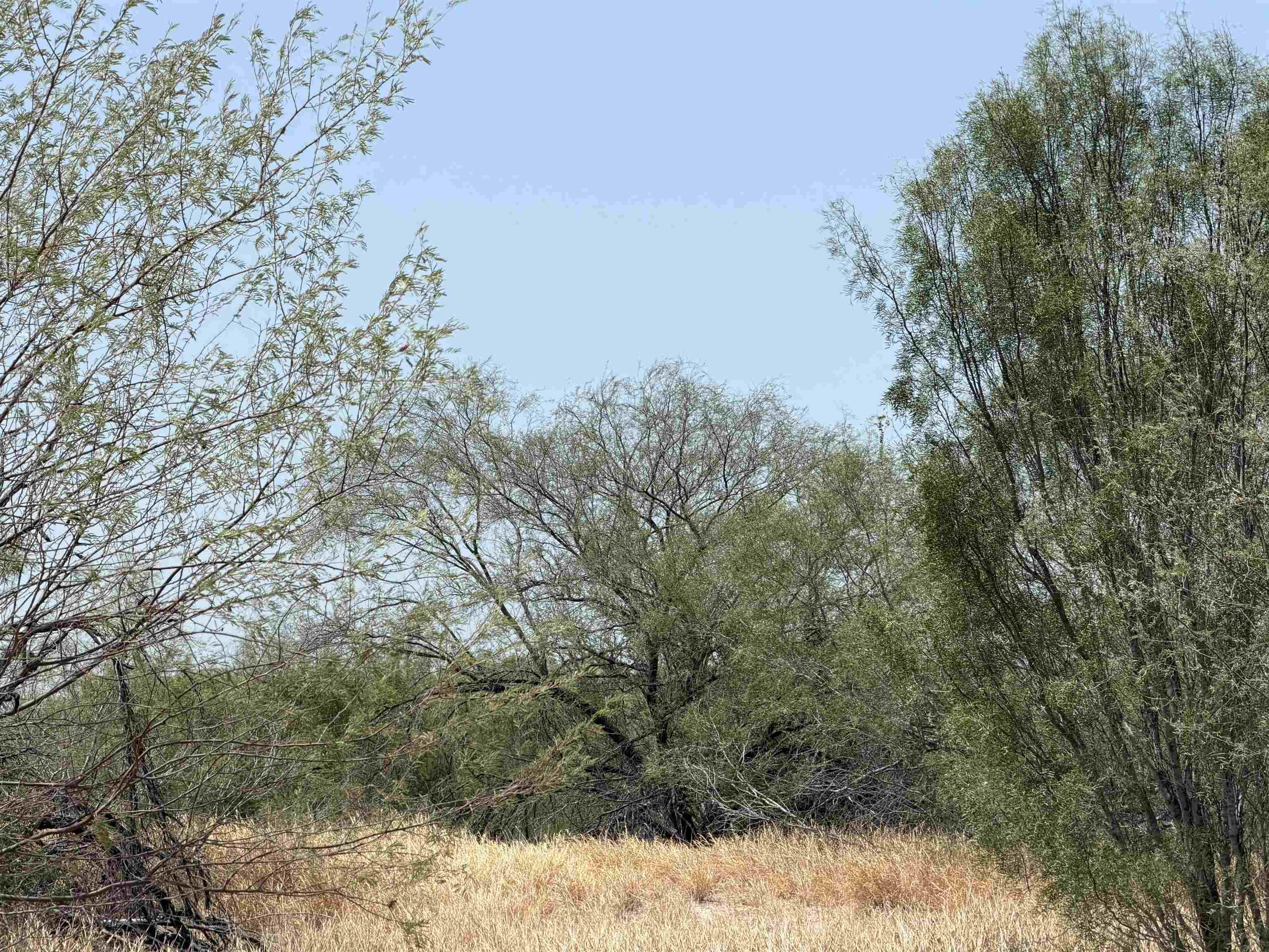 Abst 559 P Bustamante Property Photo 5