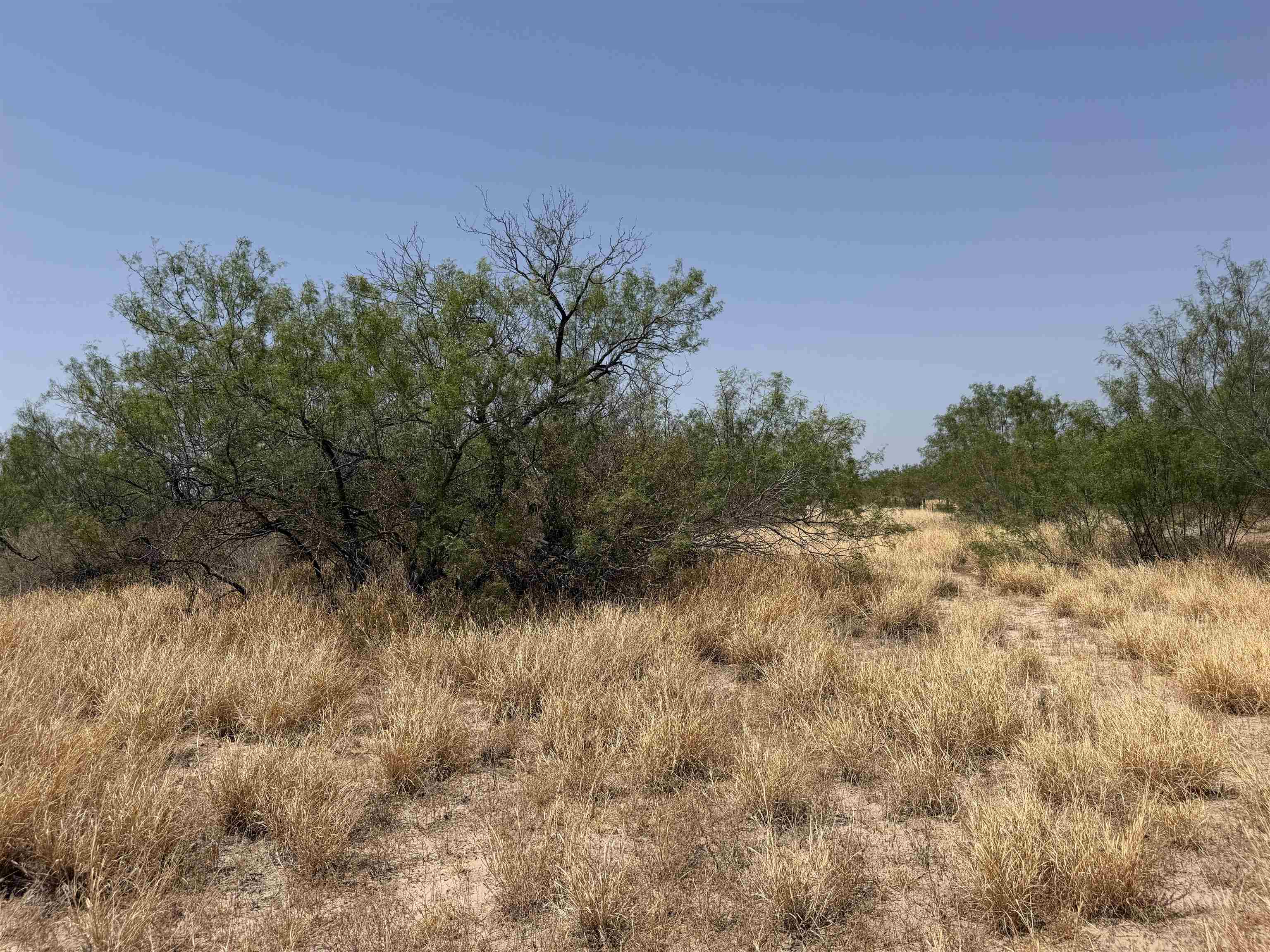 Abst 559 P Bustamante Property Photo 7