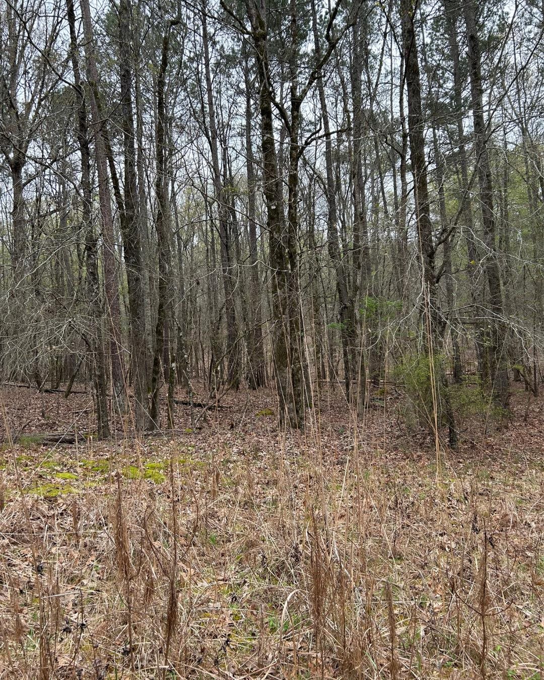 0 Apalachee Woods Trail Property Photo 1