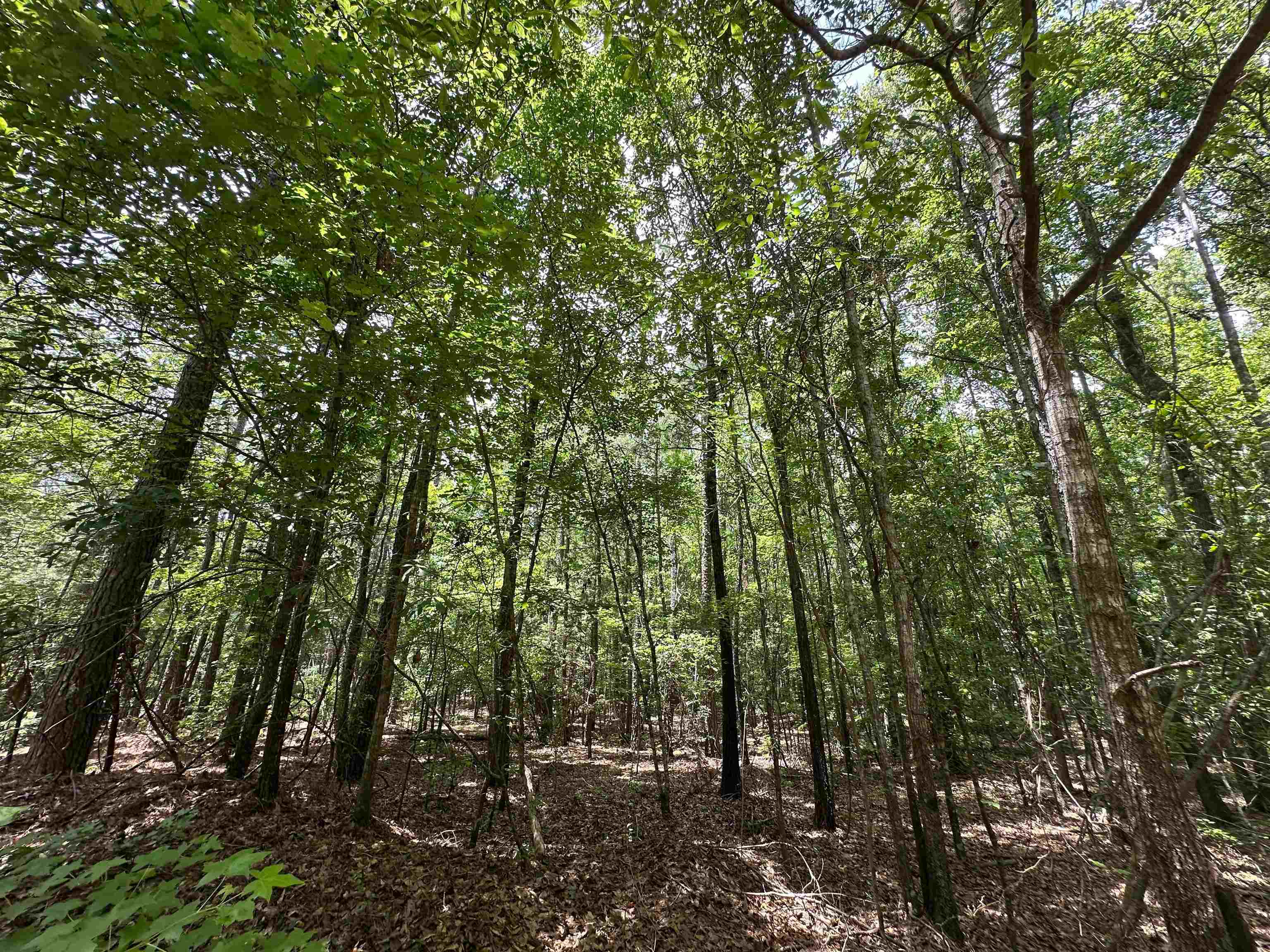 9.82 +/- Acres Springfield Road Property Photo 1