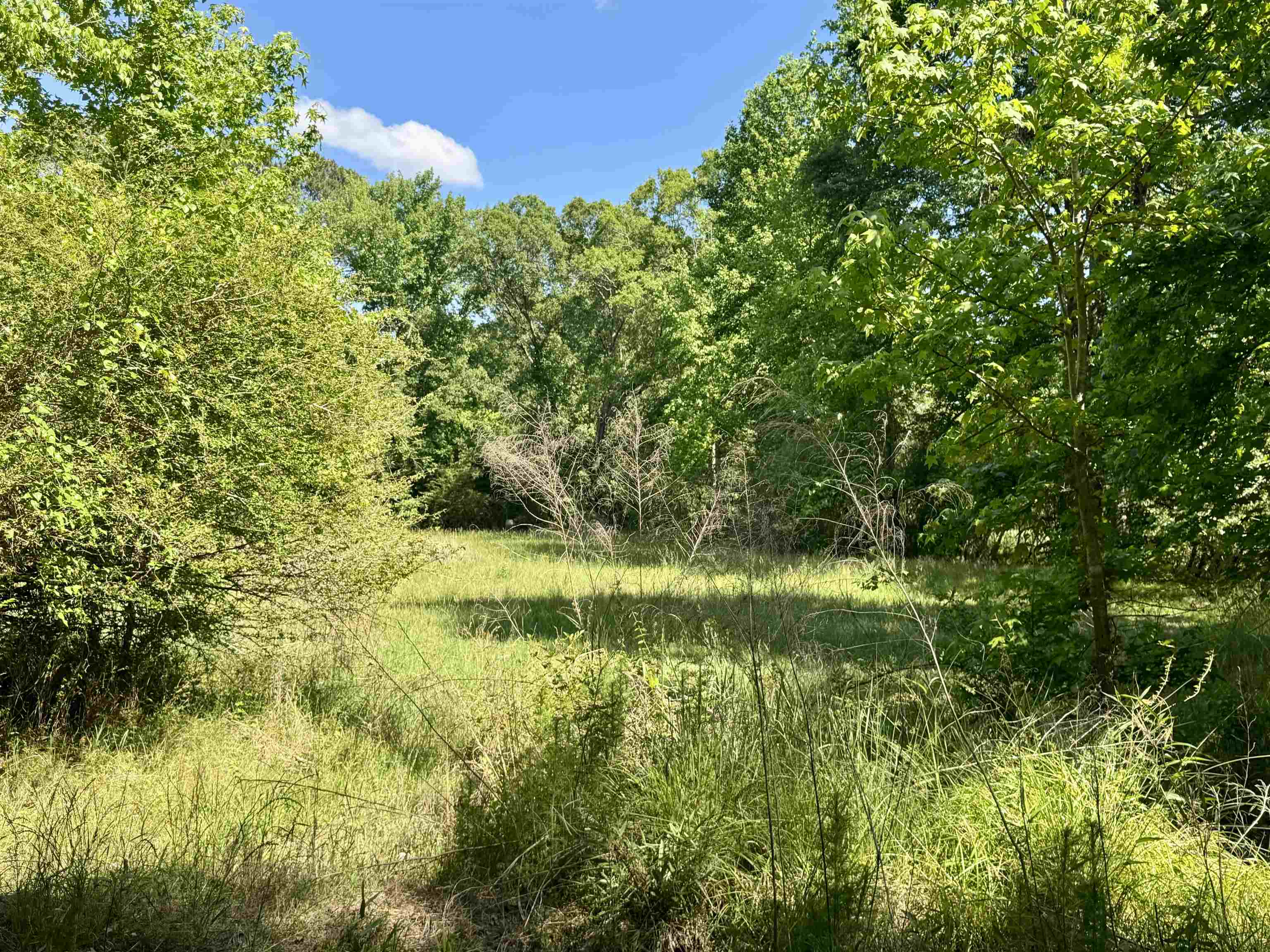 38.59 Acres Leslie Mill Road # 2 Property Photo 10
