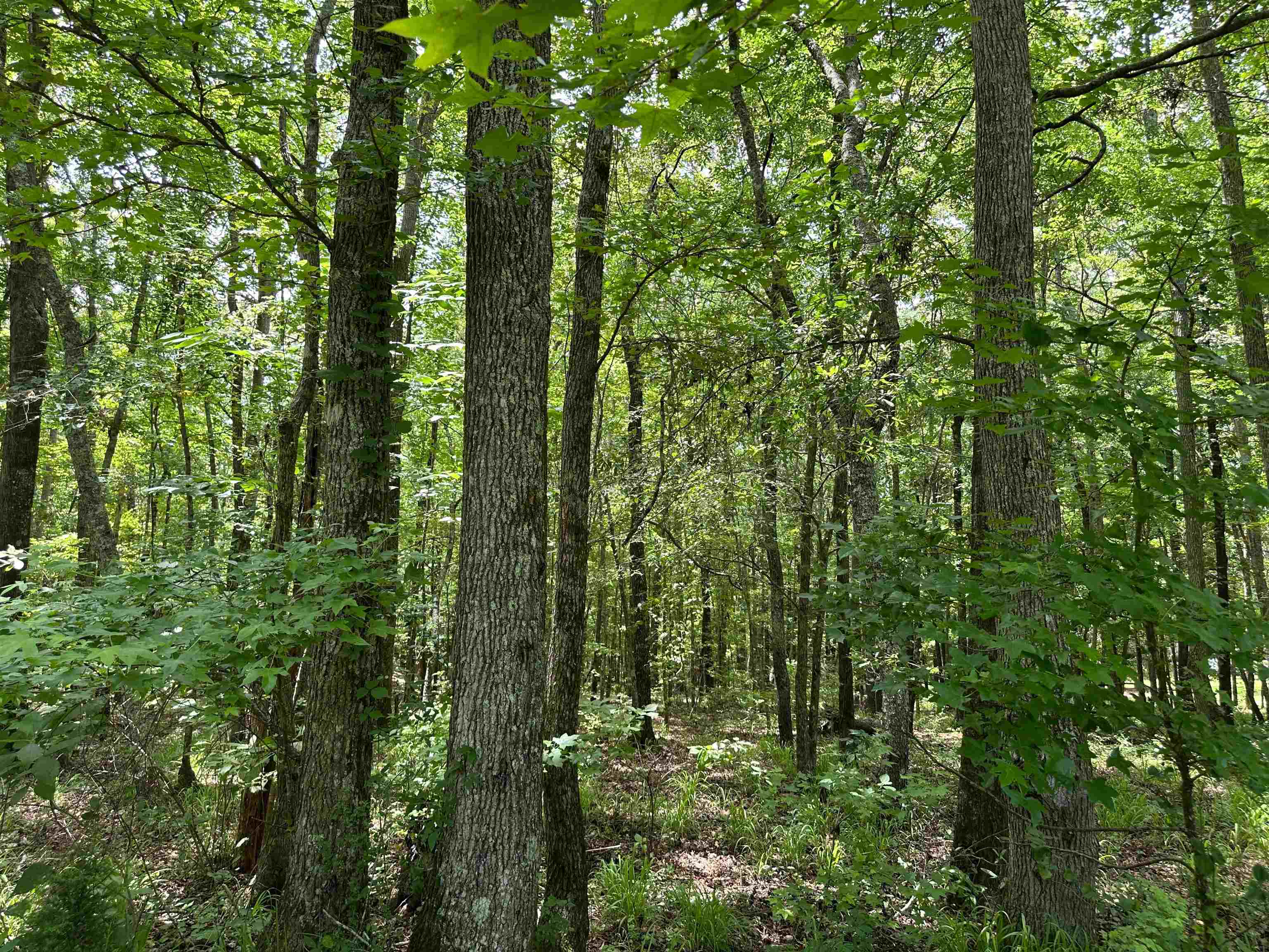 5657 Springfield Road Property Photo 25