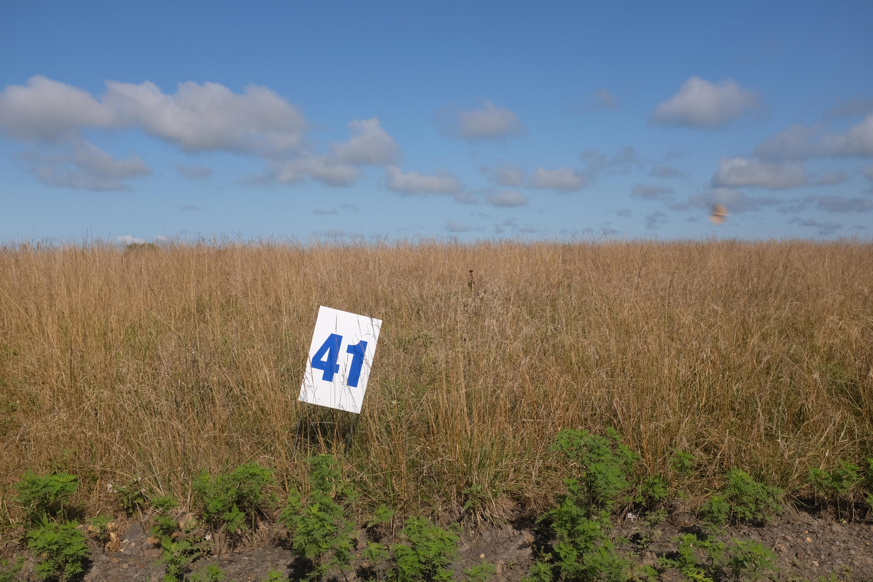 205 Dove Lane Lot 61 Property Photo 17