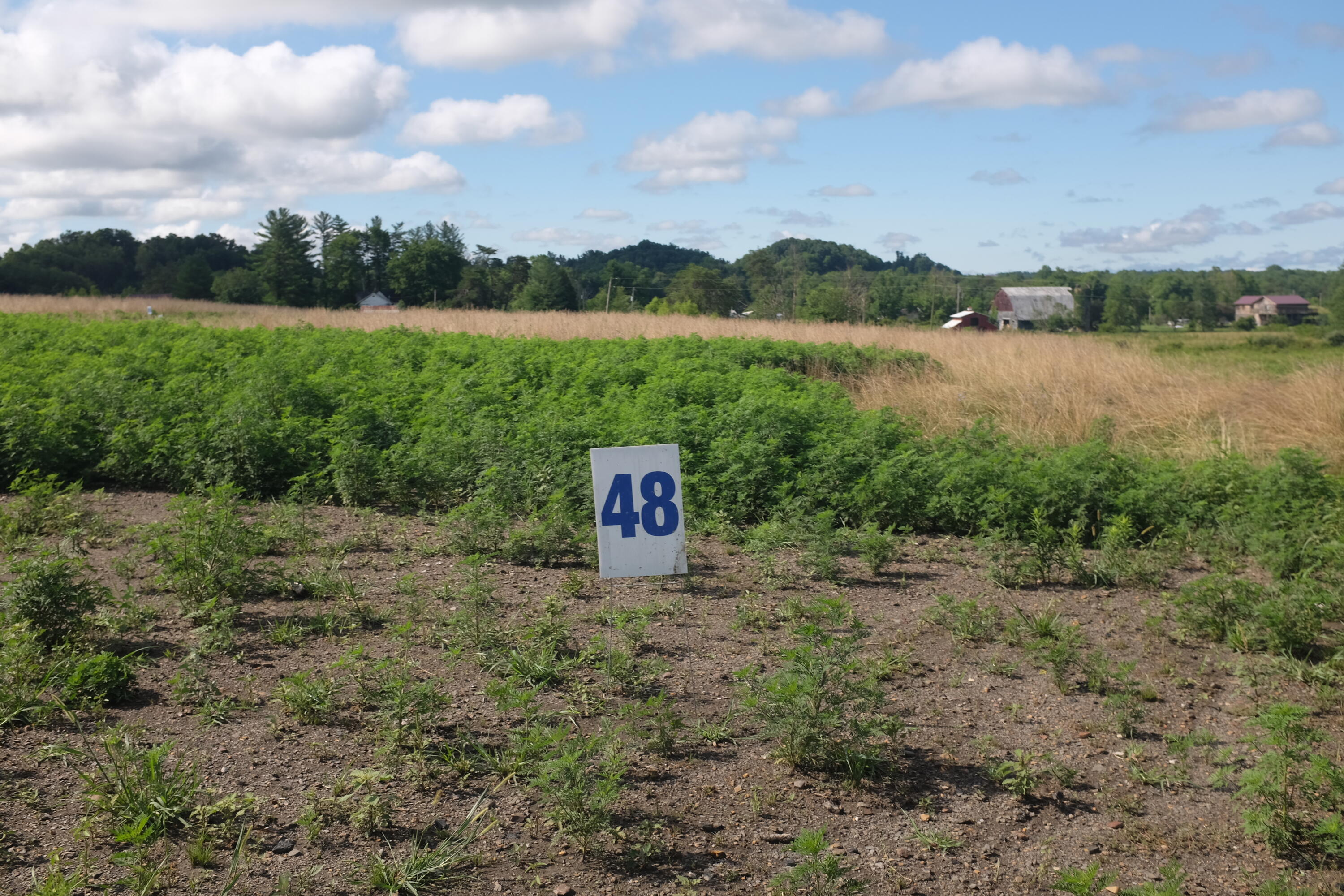 205 Dove Lane Lot 61 Property Photo 20