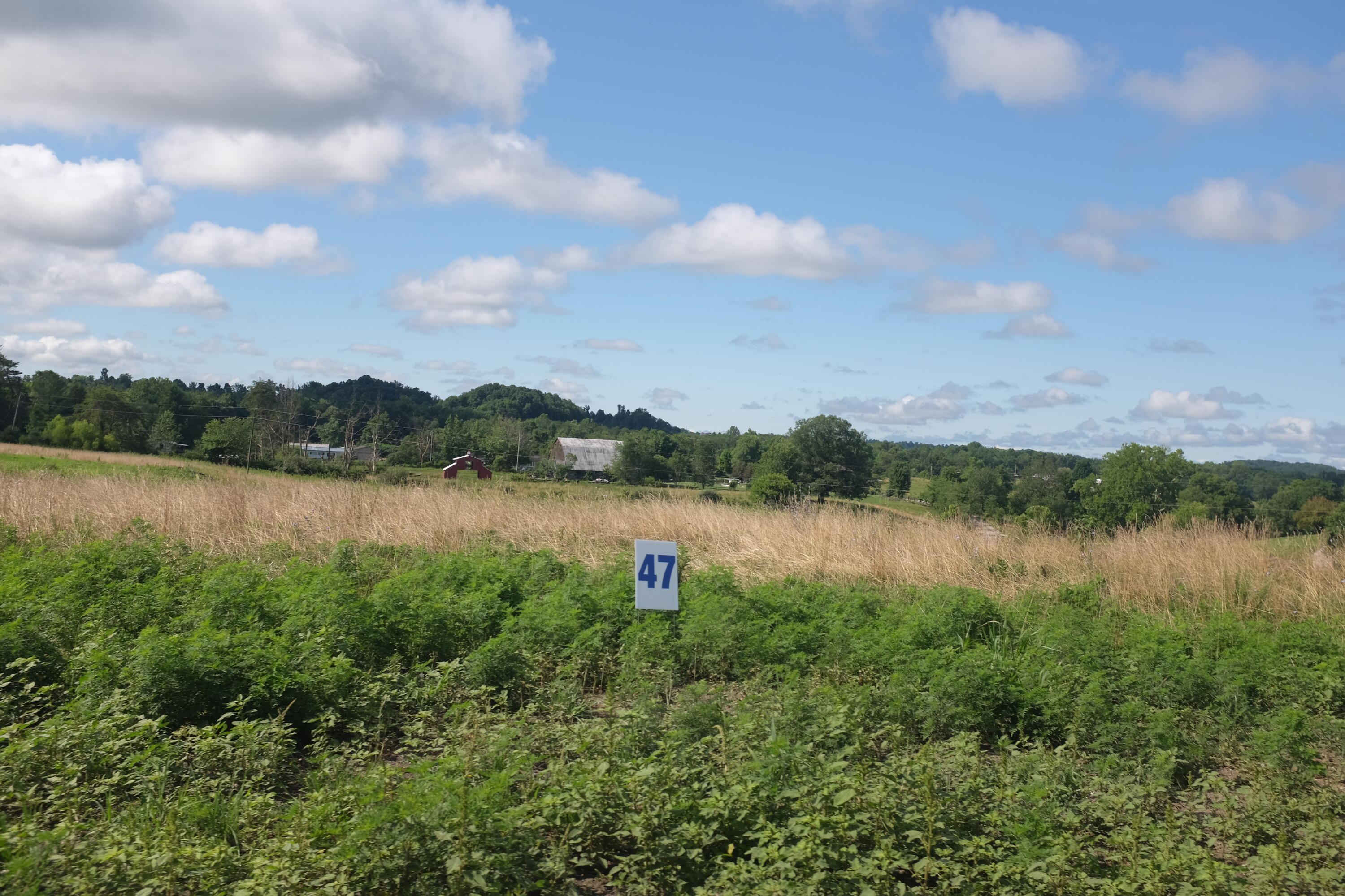 205 Dove Lane Lot 61 Property Photo 22