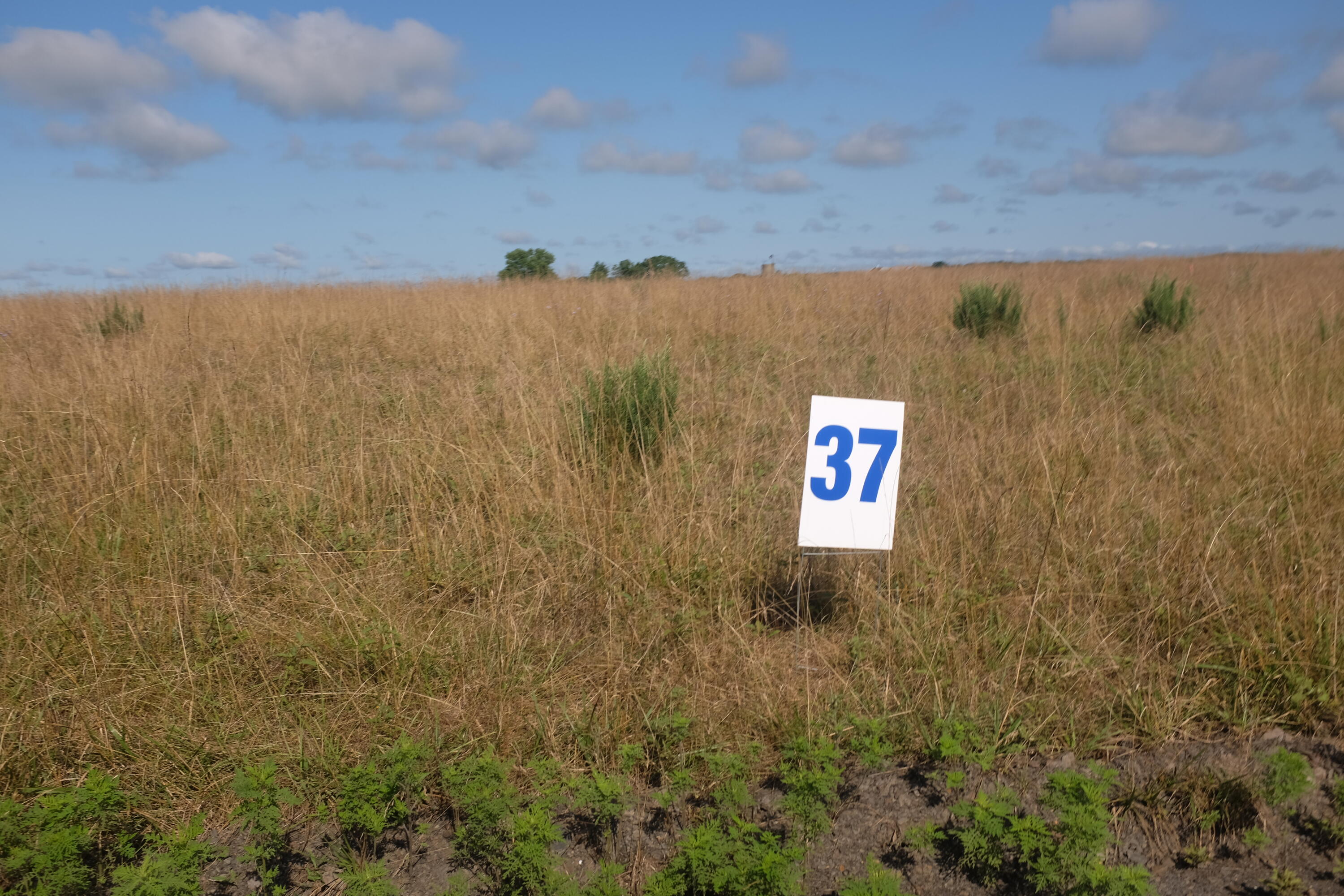 205 Dove Lane Lot 61 Property Photo 43