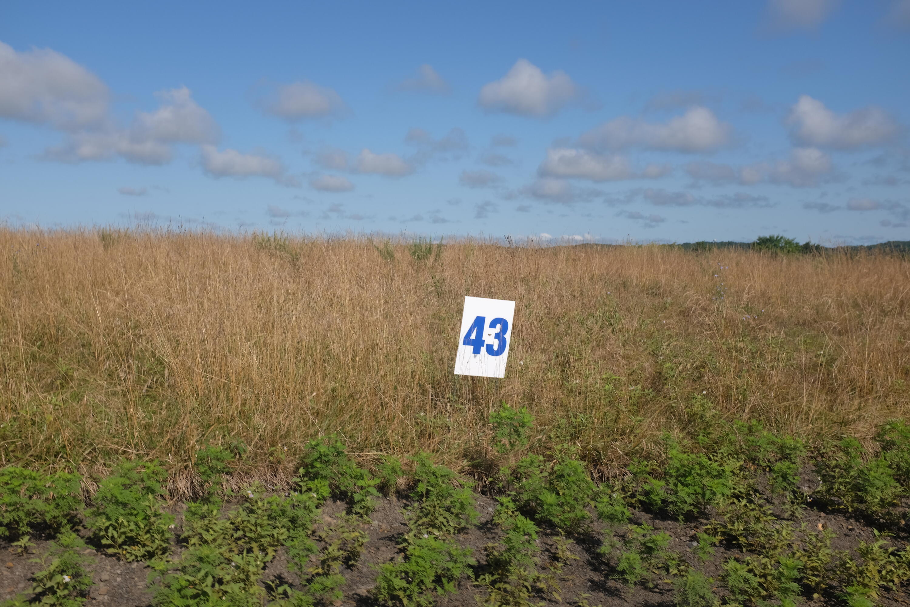 205 Dove Lane Lot 61 Property Photo 44