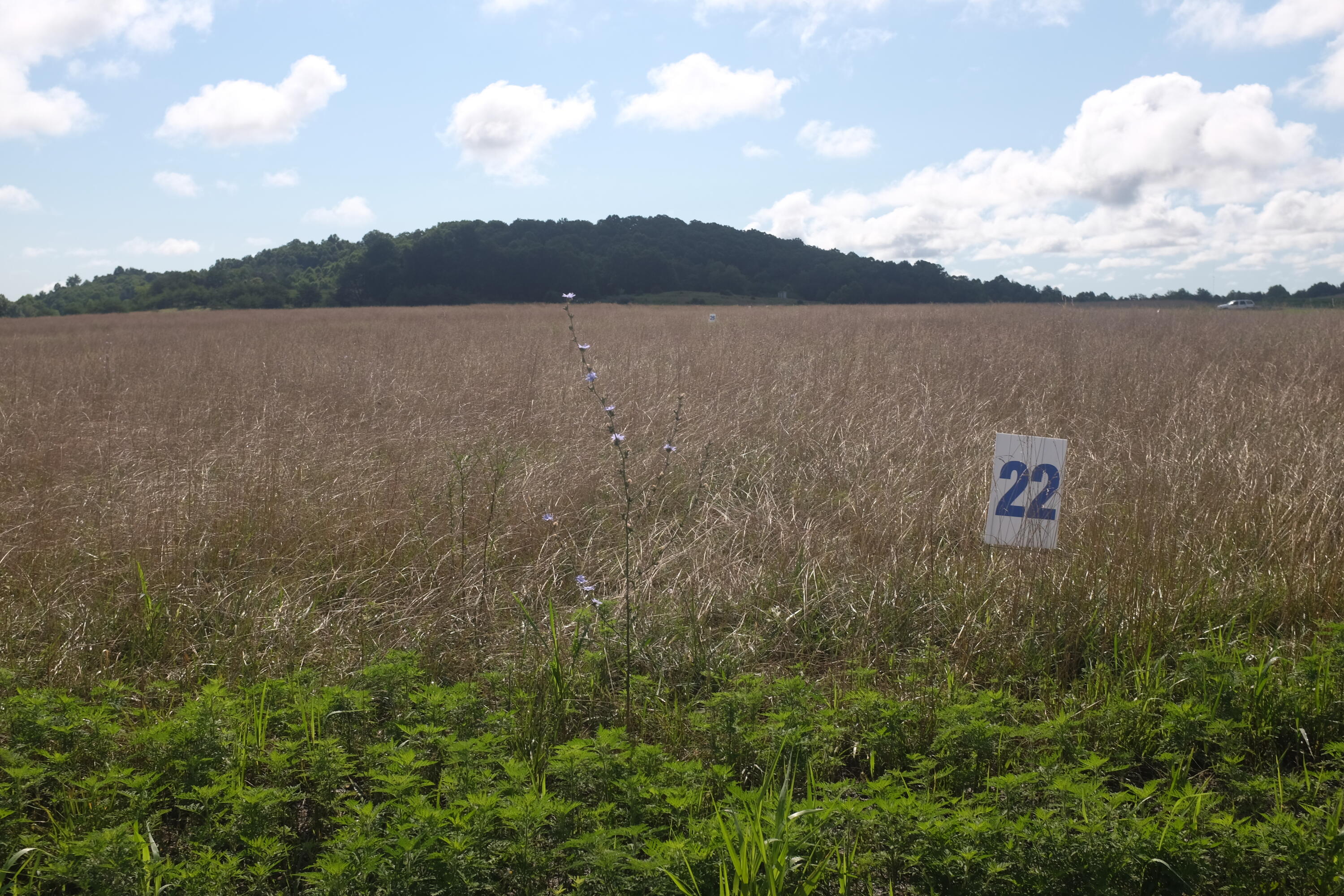 205 Dove Lane Lot 61 Property Photo 51