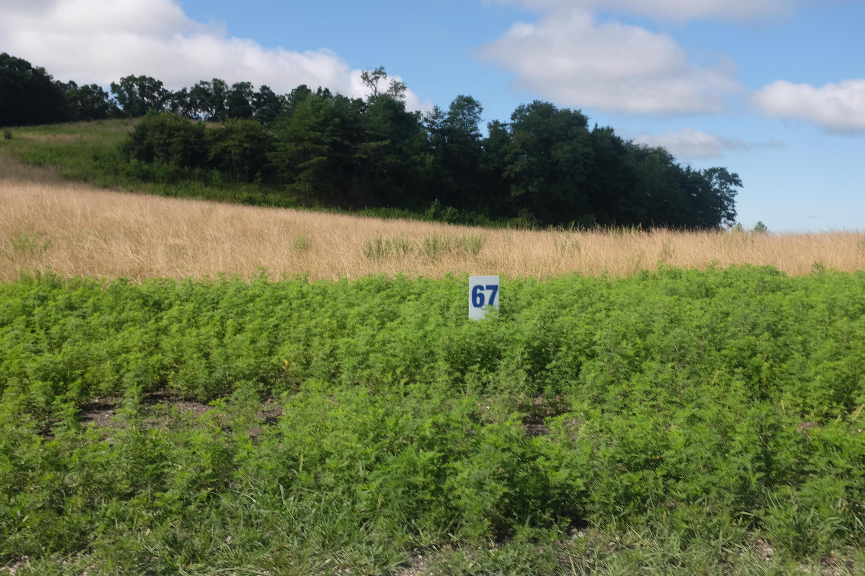 205 Dove Lane Lot 61 Property Photo 53
