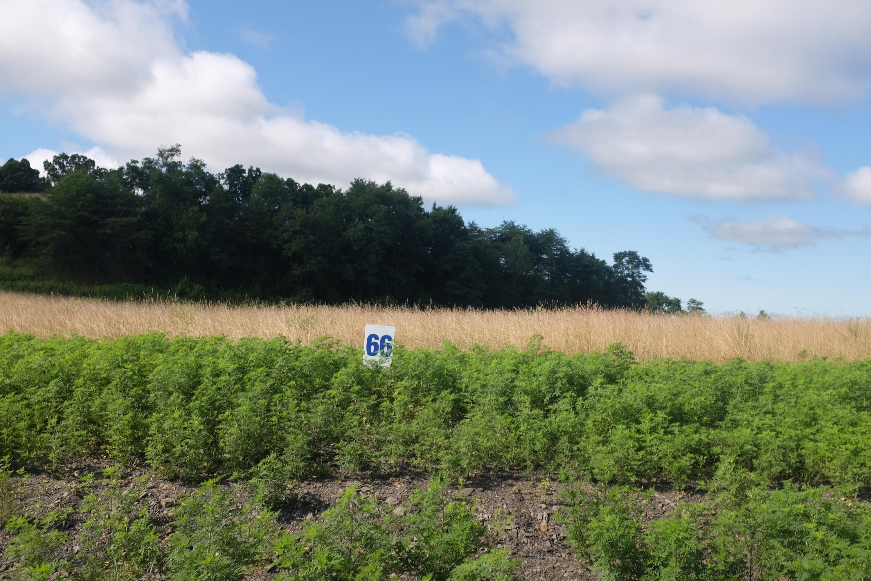 205 Dove Lane Lot 61 Property Photo 54