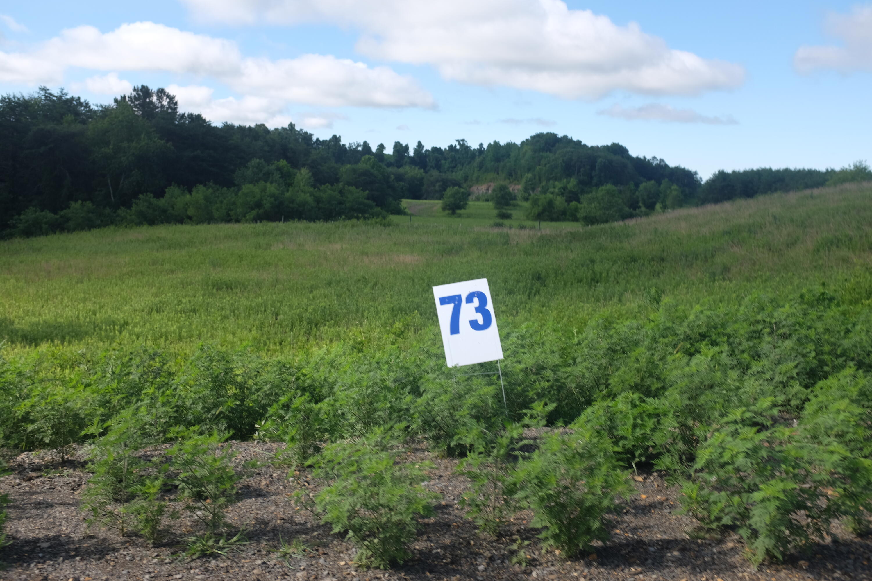 205 Dove Lane Lot 61 Property Photo 63