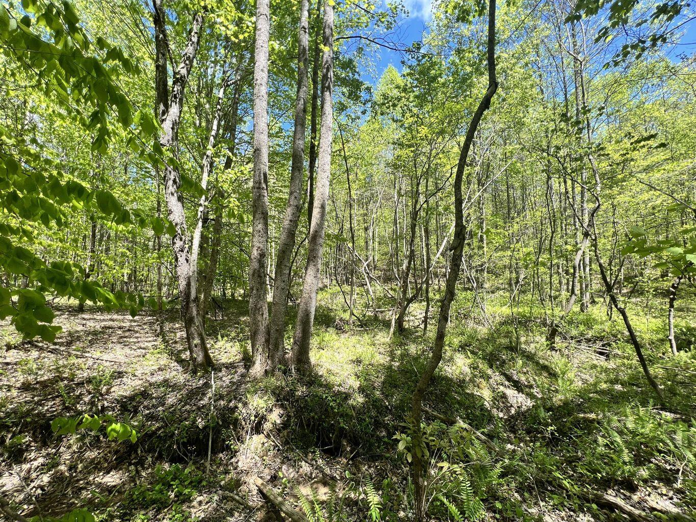 9999 Proffitt Road Property Photo 13