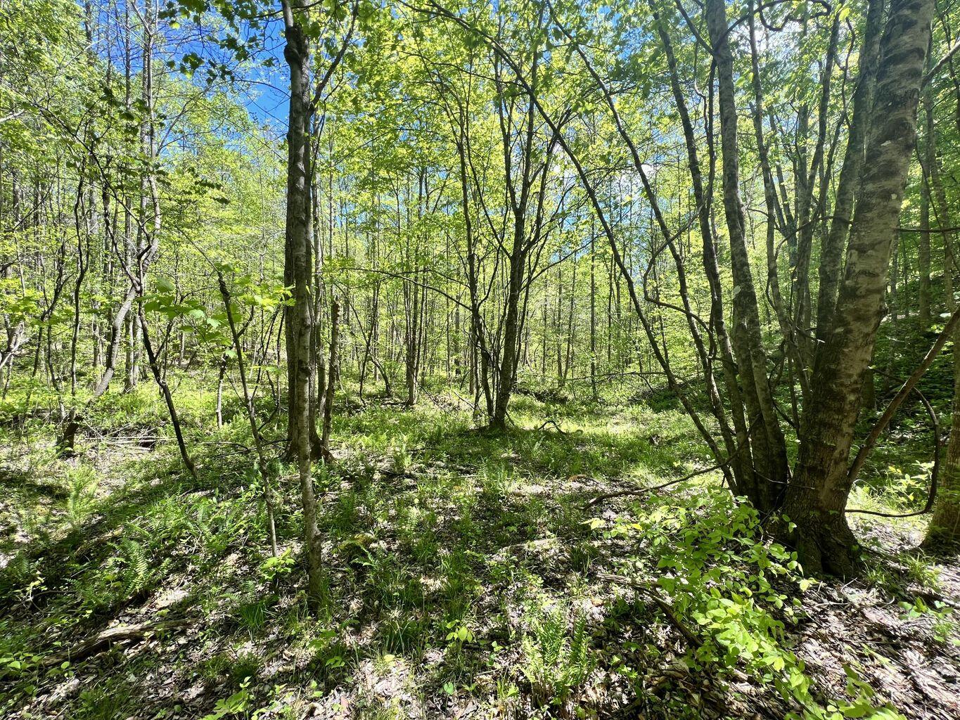 9999 Proffitt Road Property Photo 14
