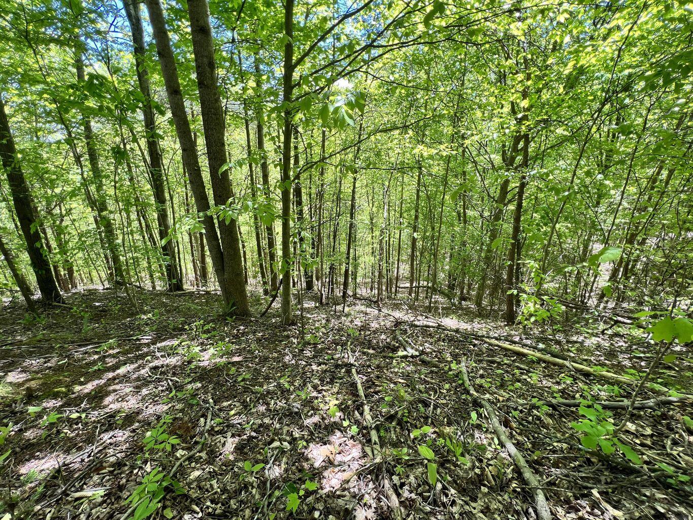 9999 Proffitt Road Property Photo 21
