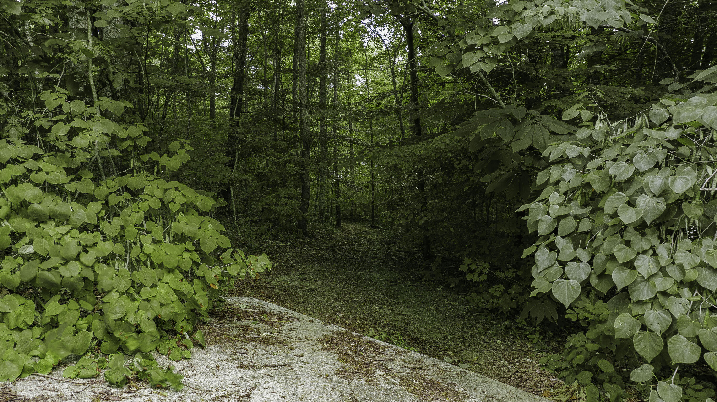 516 Colson Drive Property Photo 17