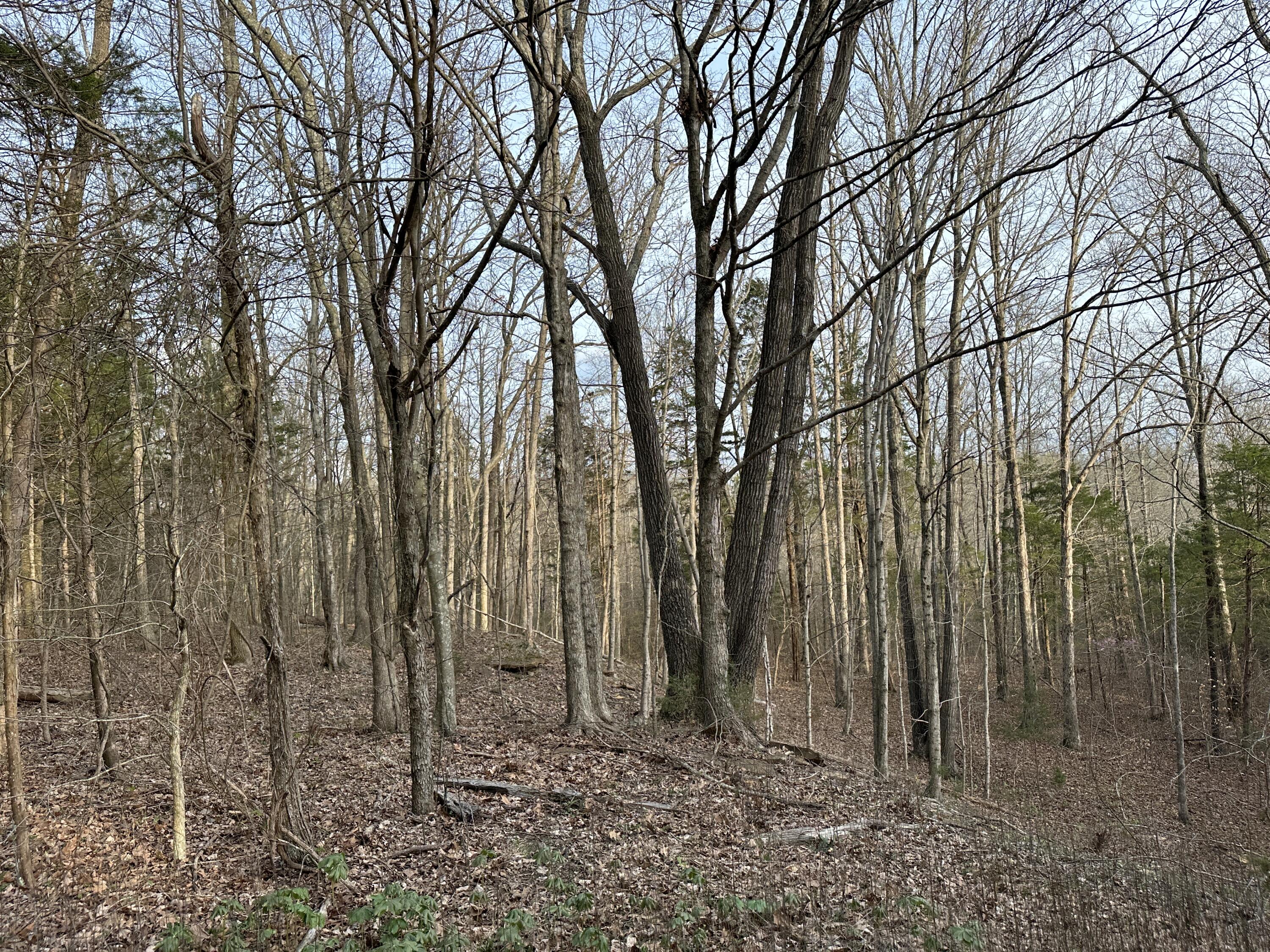 2a Riverside Benleo Road Property Photo 38
