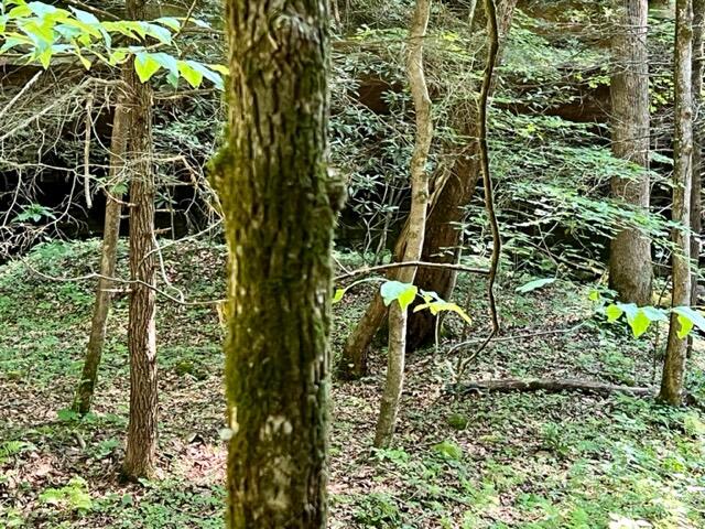 0 Coperas Cave Branch Property Photo 1
