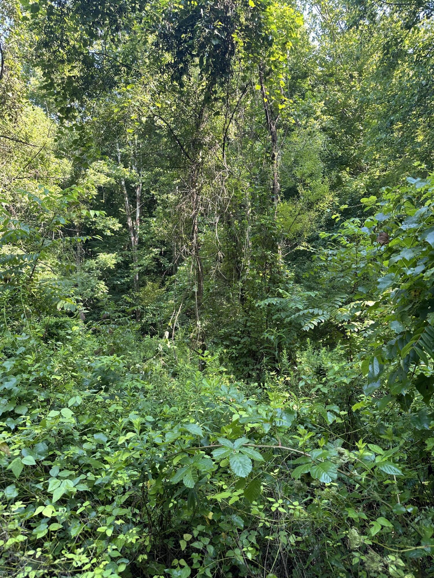 9999 Glade Branch Property Photo 4