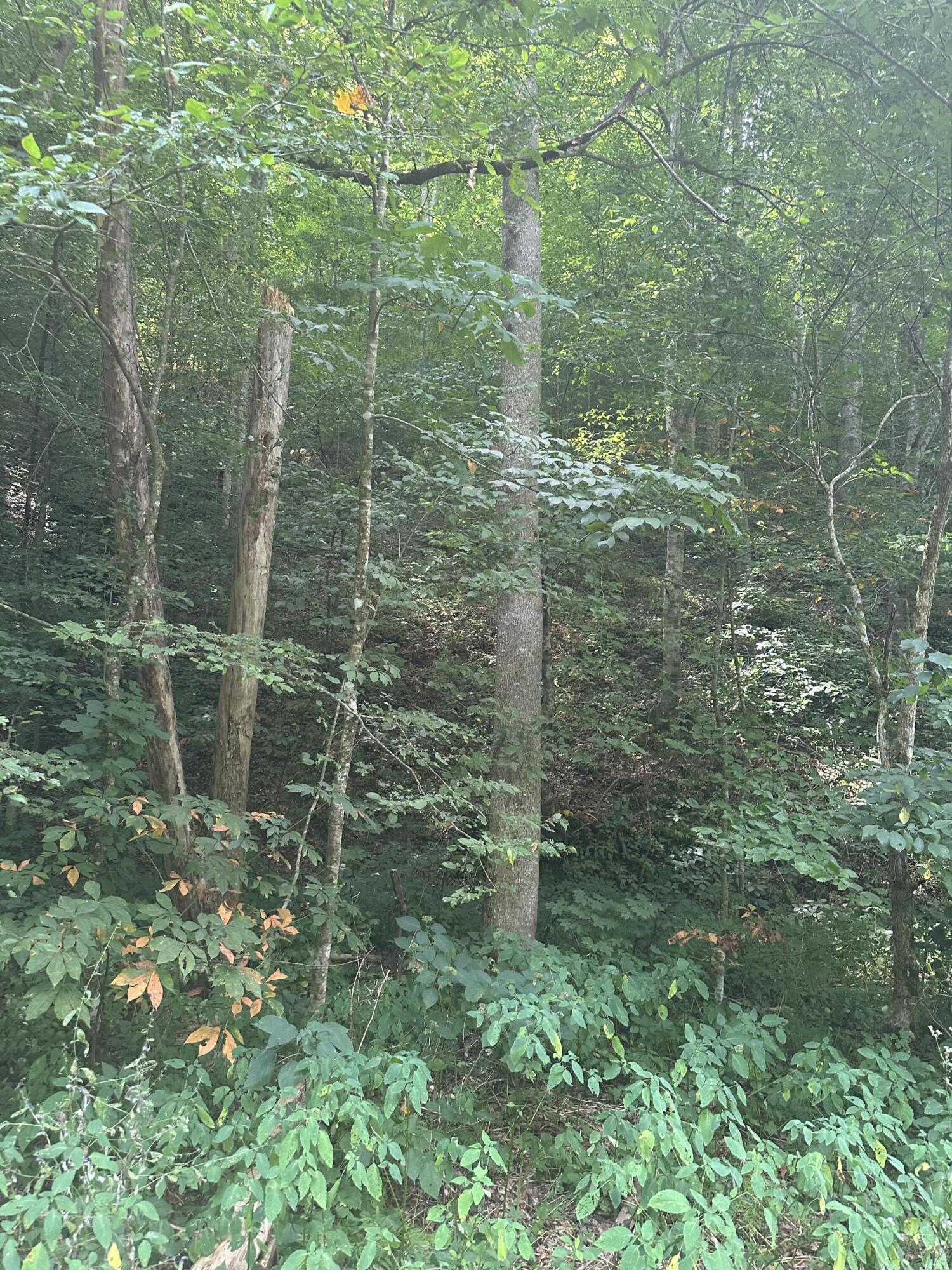 9999 May Fork Road Property Photo 1