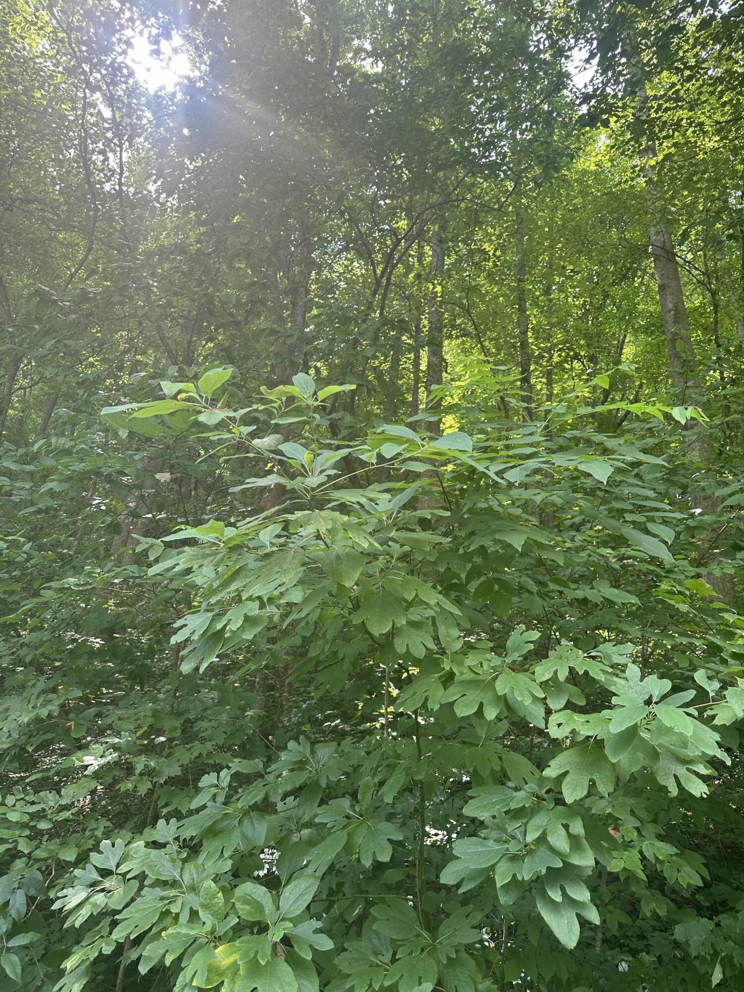 9999 May Fork Road Property Photo 4