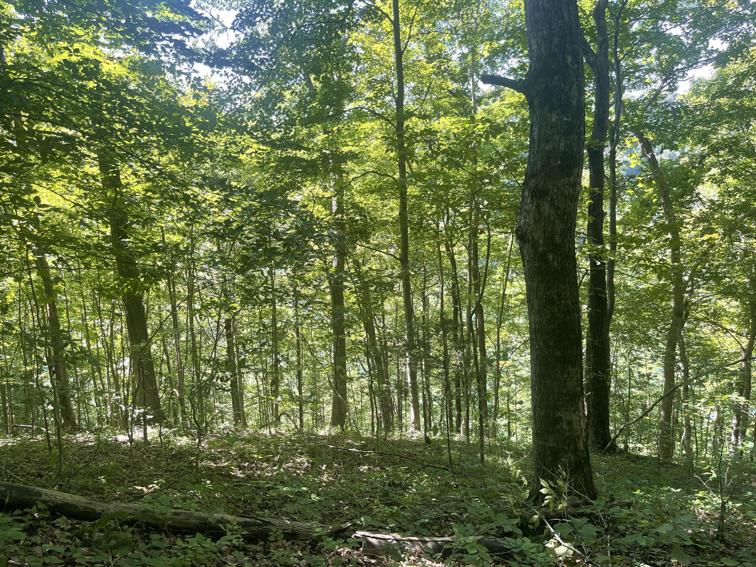 Lot 82 Pleasant View Property Photo 8