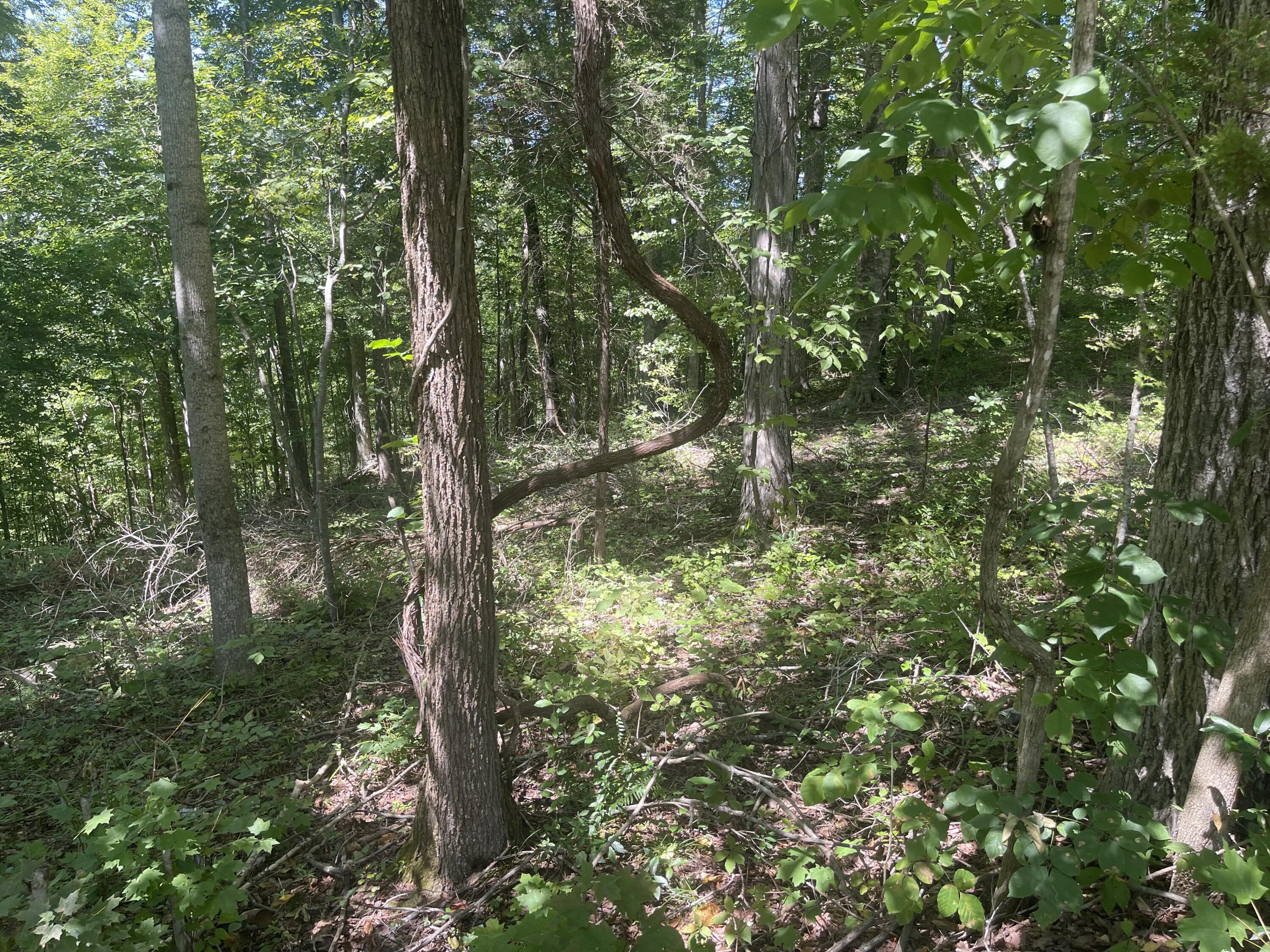Lot 82 Pleasant View Property Photo 10
