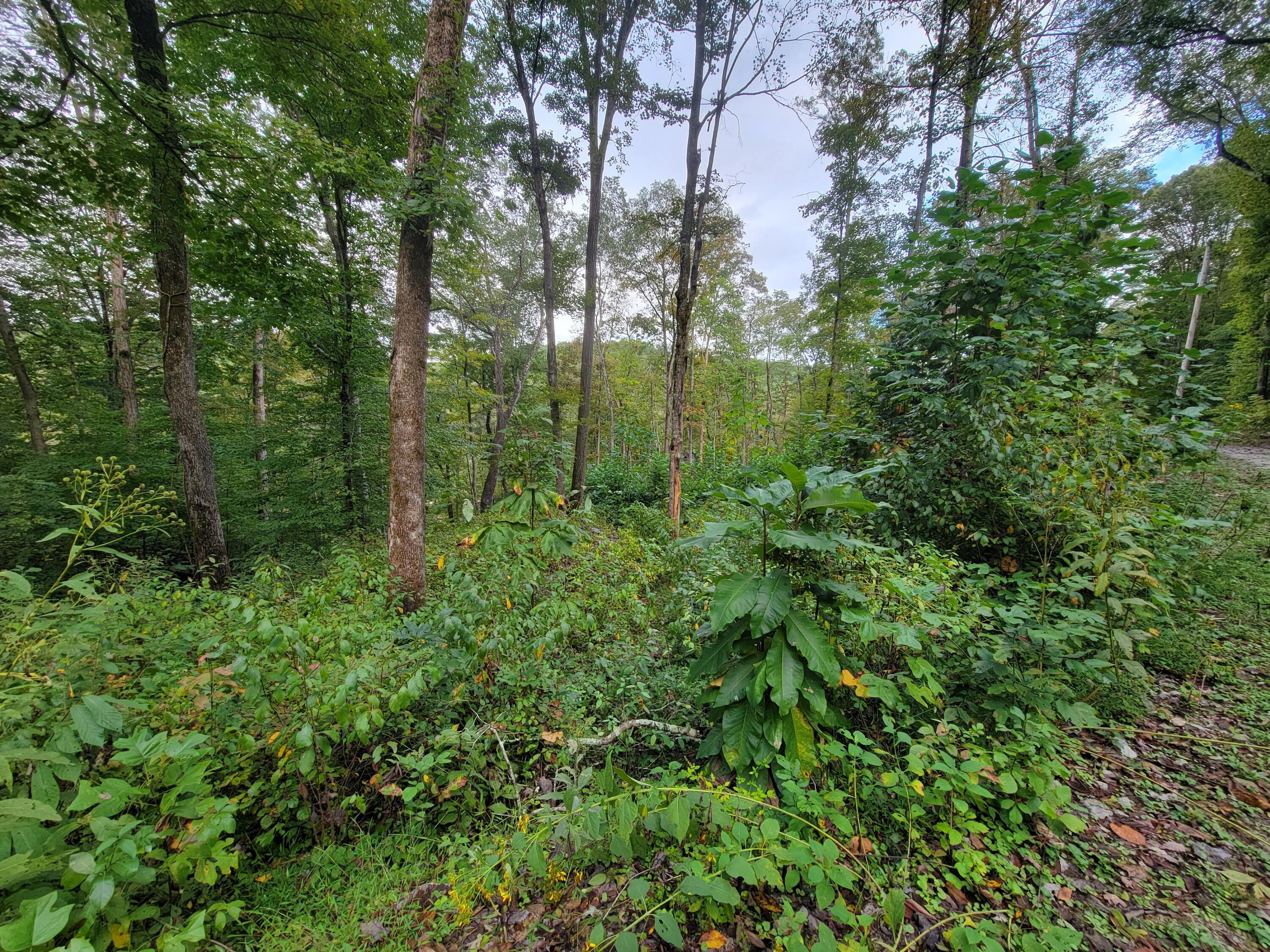 150 Punchs End Property Photo 14