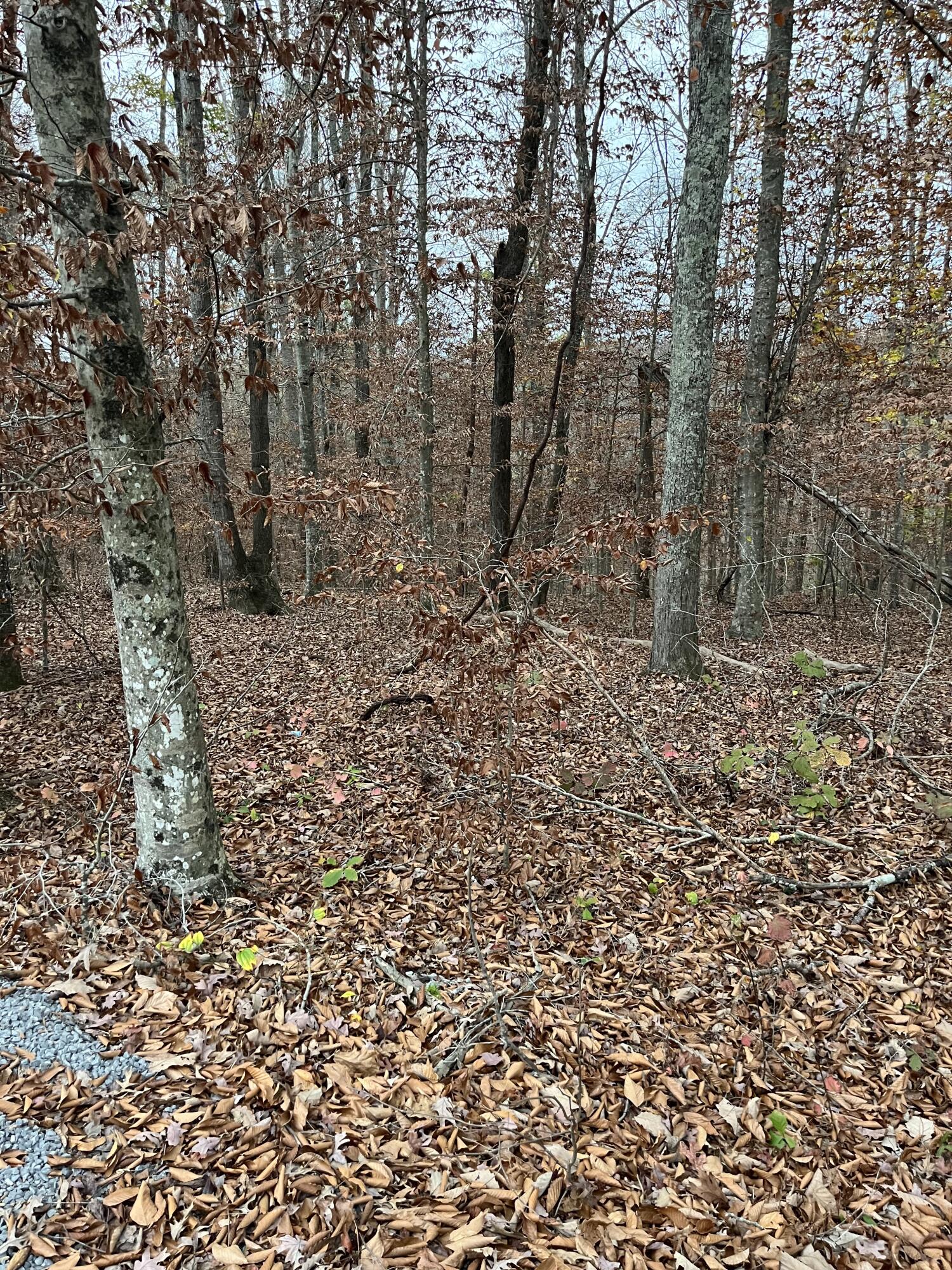 Lot 26 Peach Tree Ln Property Photo 1