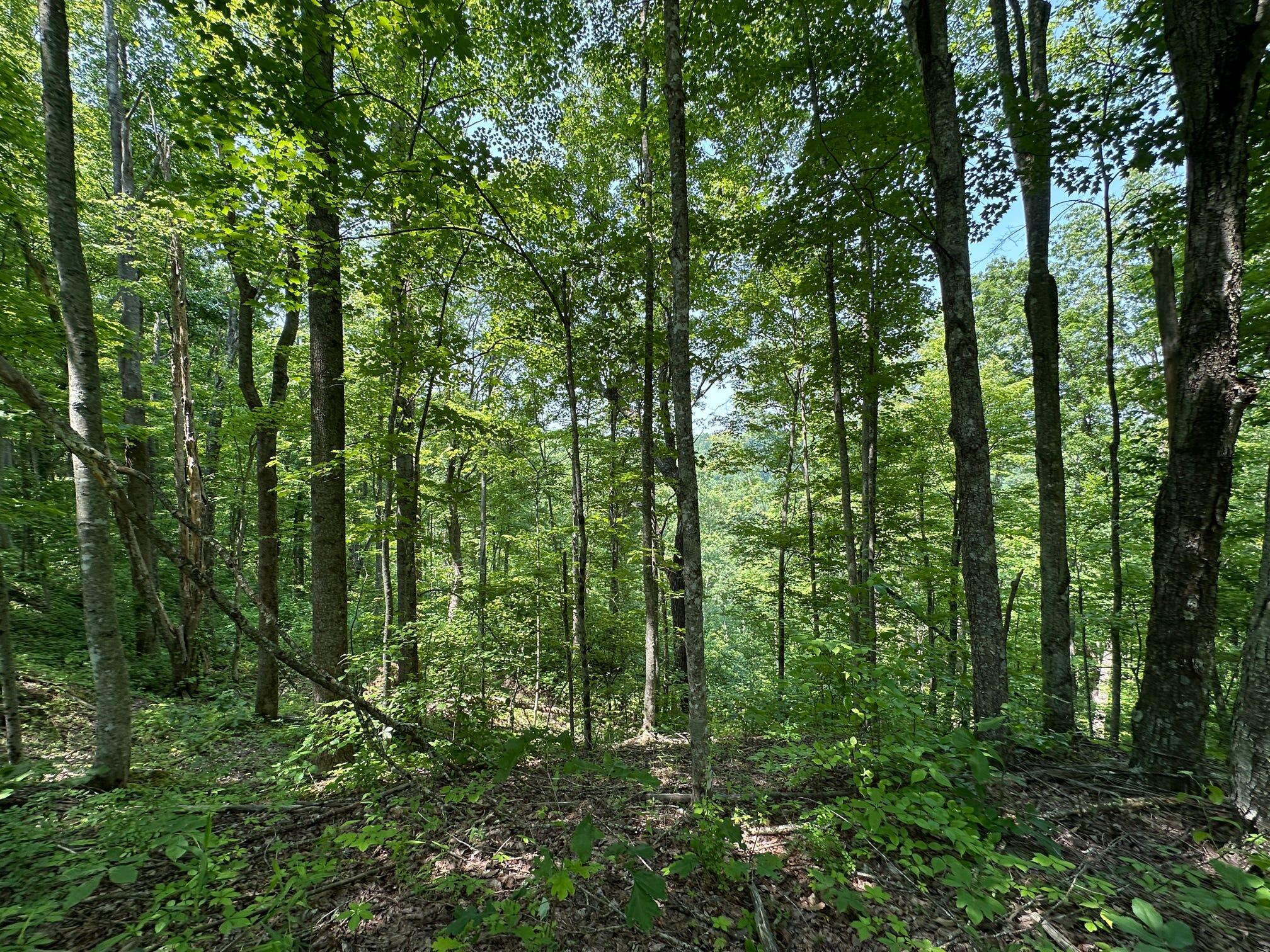 450 Ky Hwy 542 Property Photo 108
