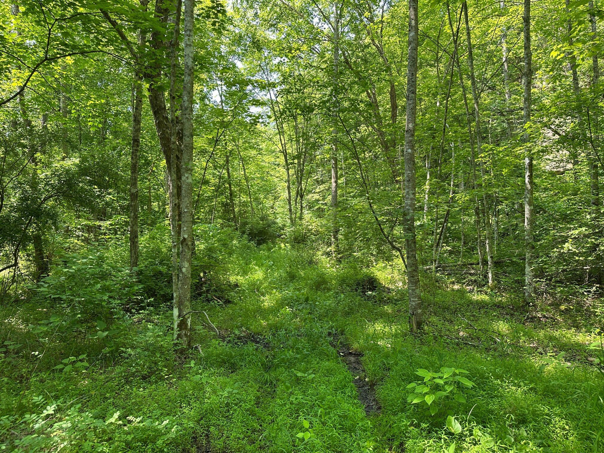 450 Ky Hwy 542 Property Photo 141