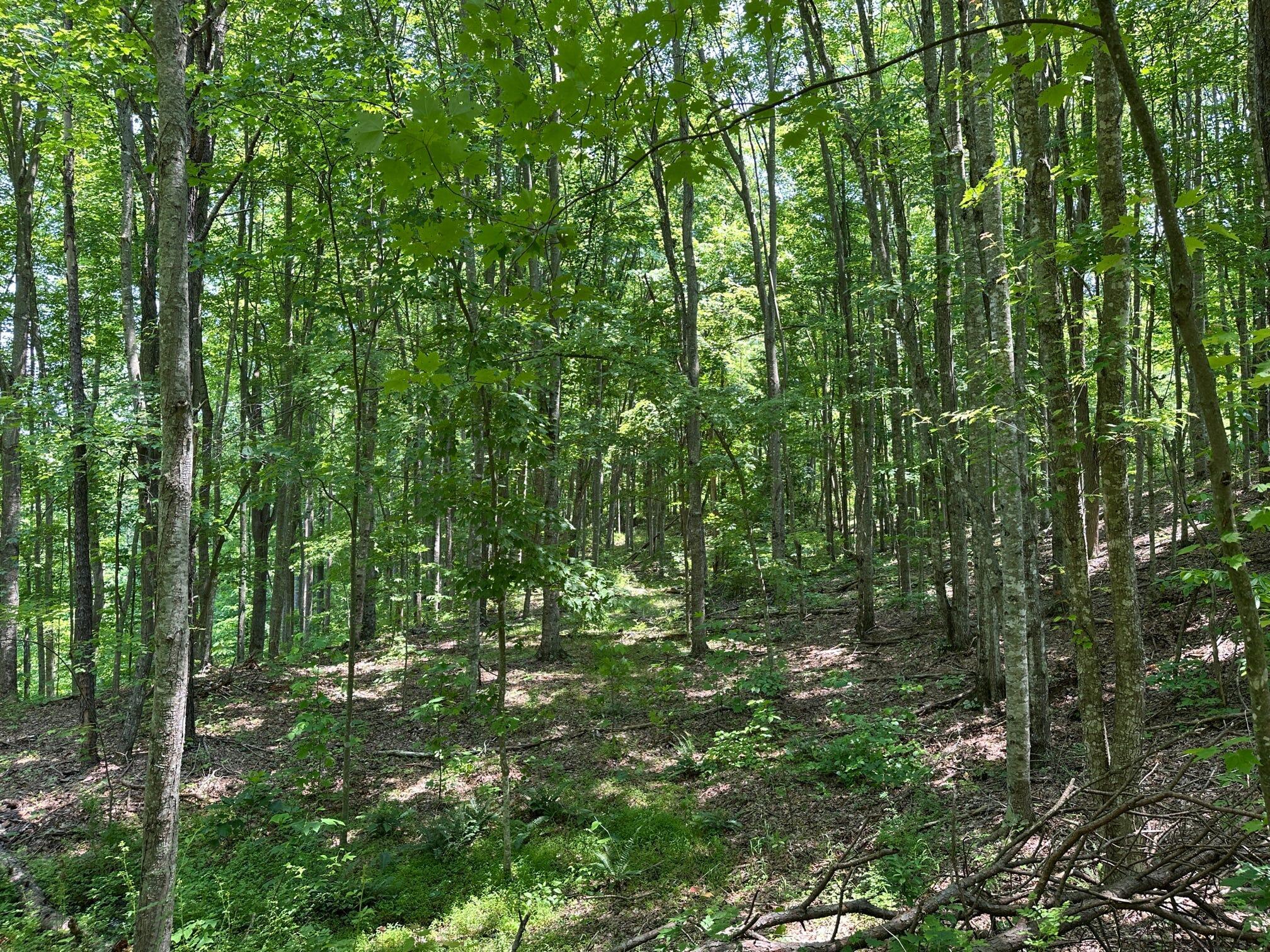 450 Ky Hwy 542 Property Photo 153