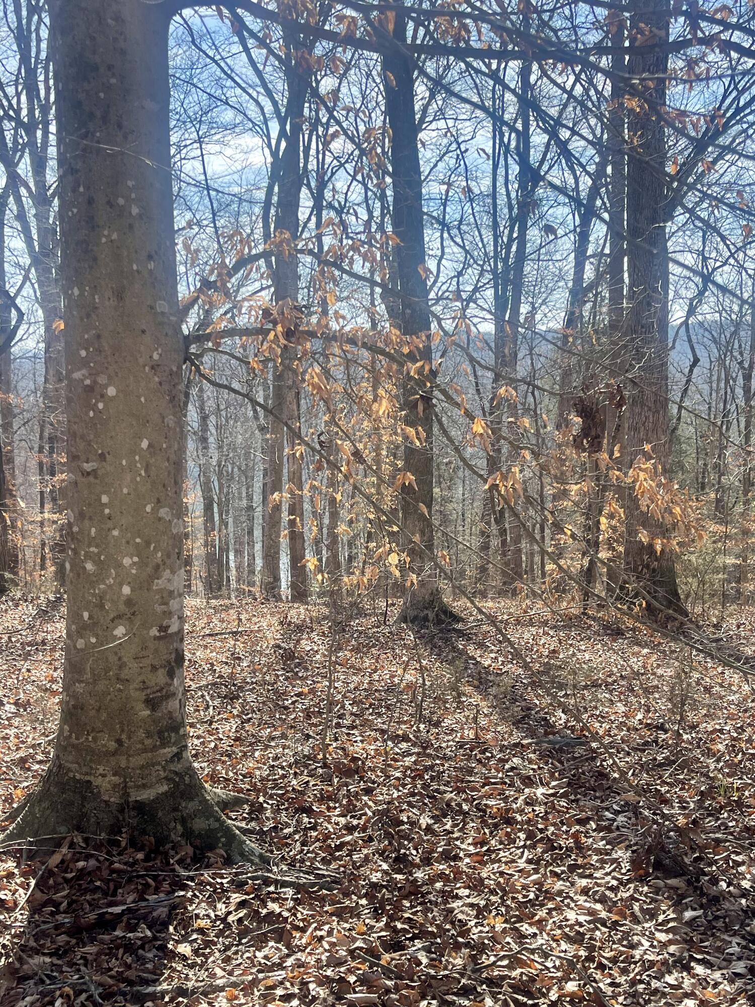 Lot 39 Captains Point Property Photo 14