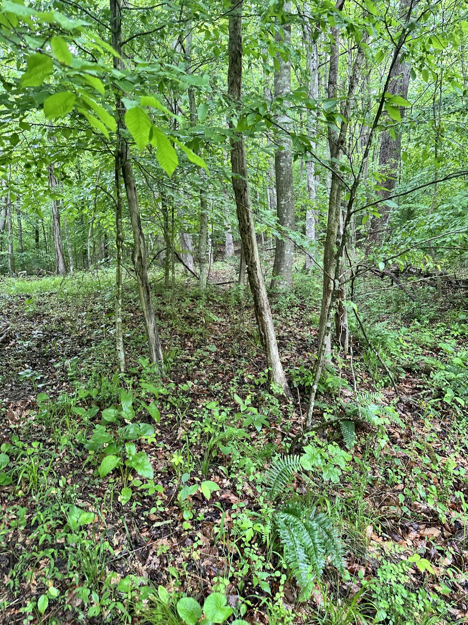 0000 Mt. Scratchum Road Property Photo 1