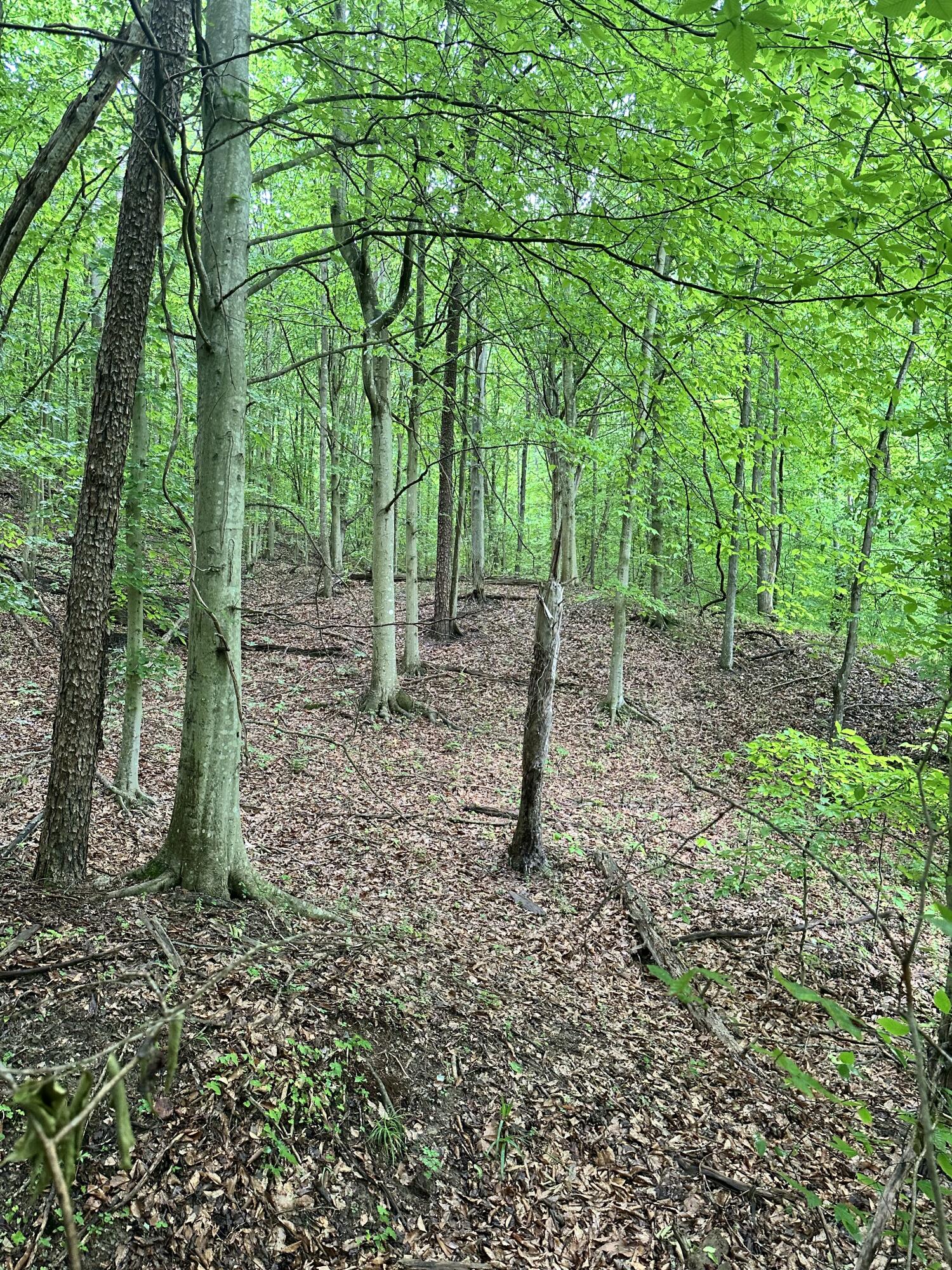 0000 Mt. Scratchum Road Property Photo 3