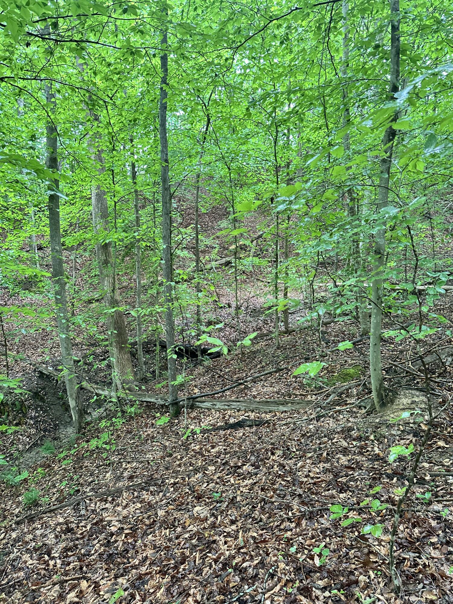 0000 Mt. Scratchum Road Property Photo 4