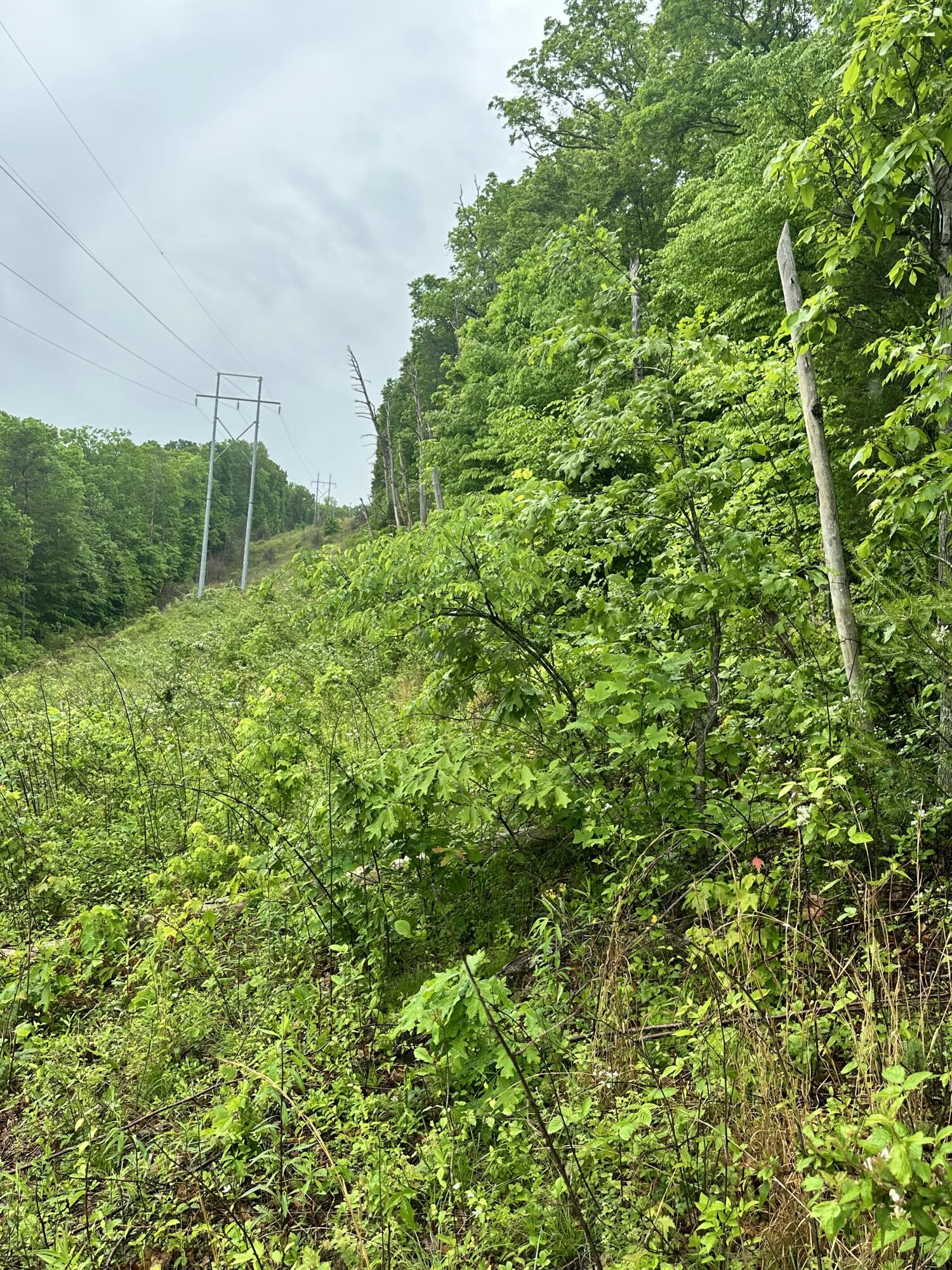 0000 Mt. Scratchum Road Property Photo 5