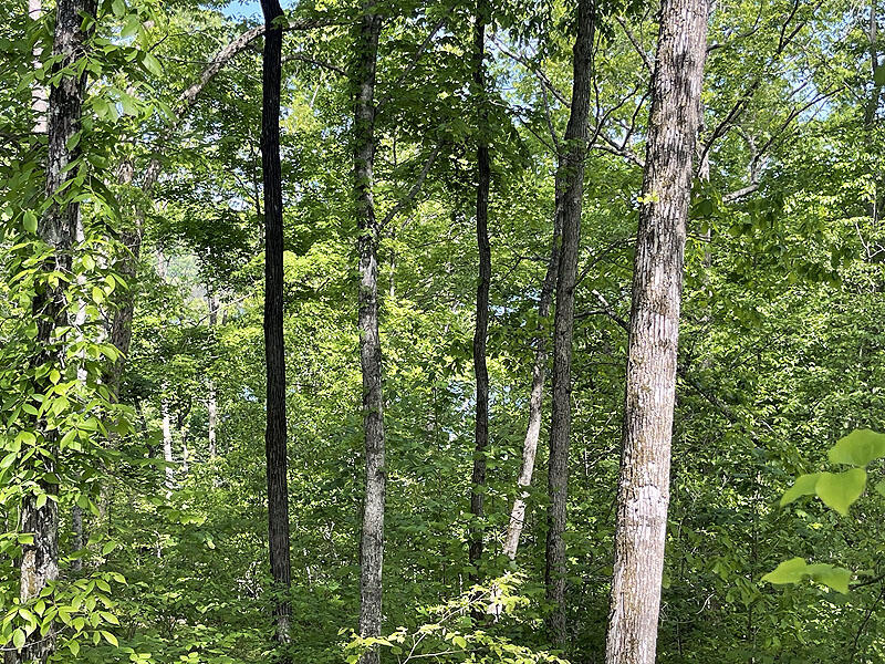 Lot 28 Cumberland Shores Property Photo 5