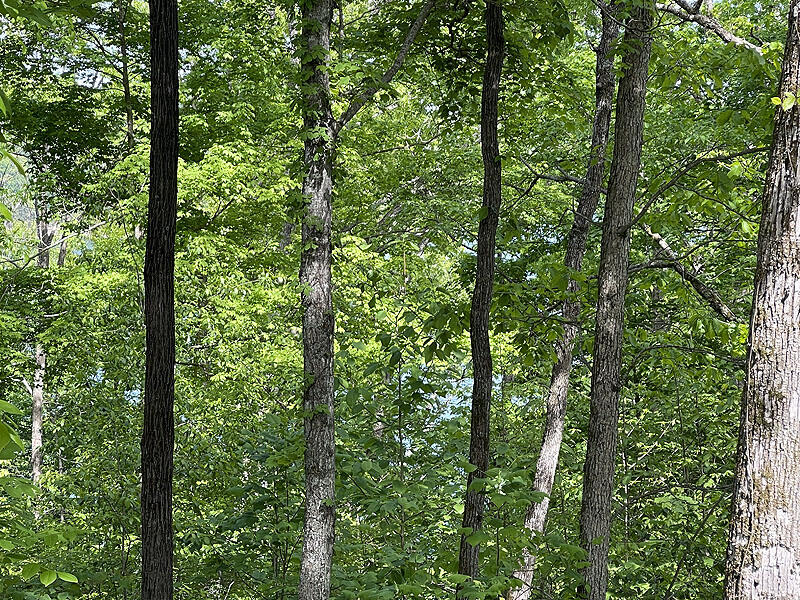 Lot 28 Cumberland Shores Property Photo 6