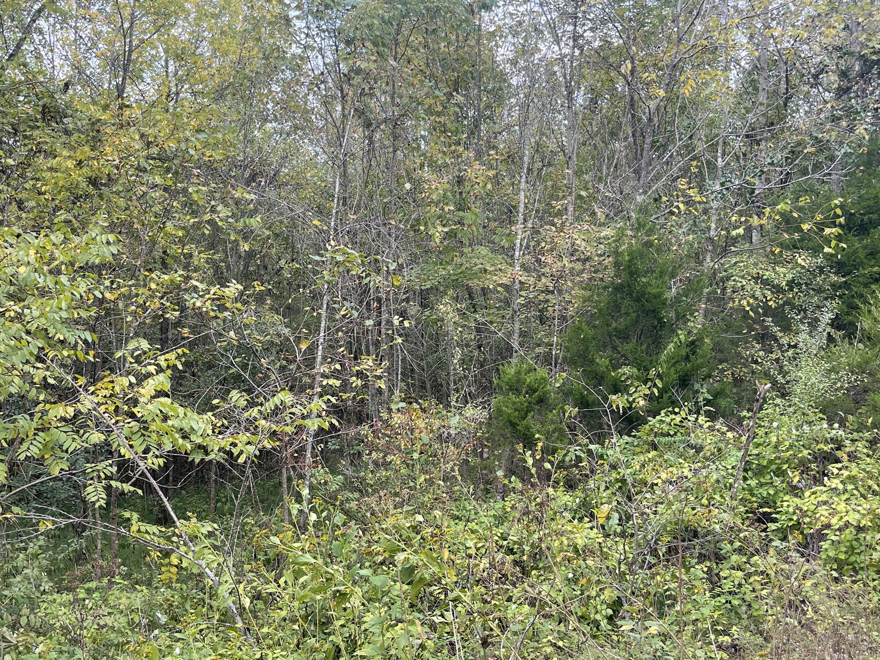 Lot 51 Shepperd Property Photo 4