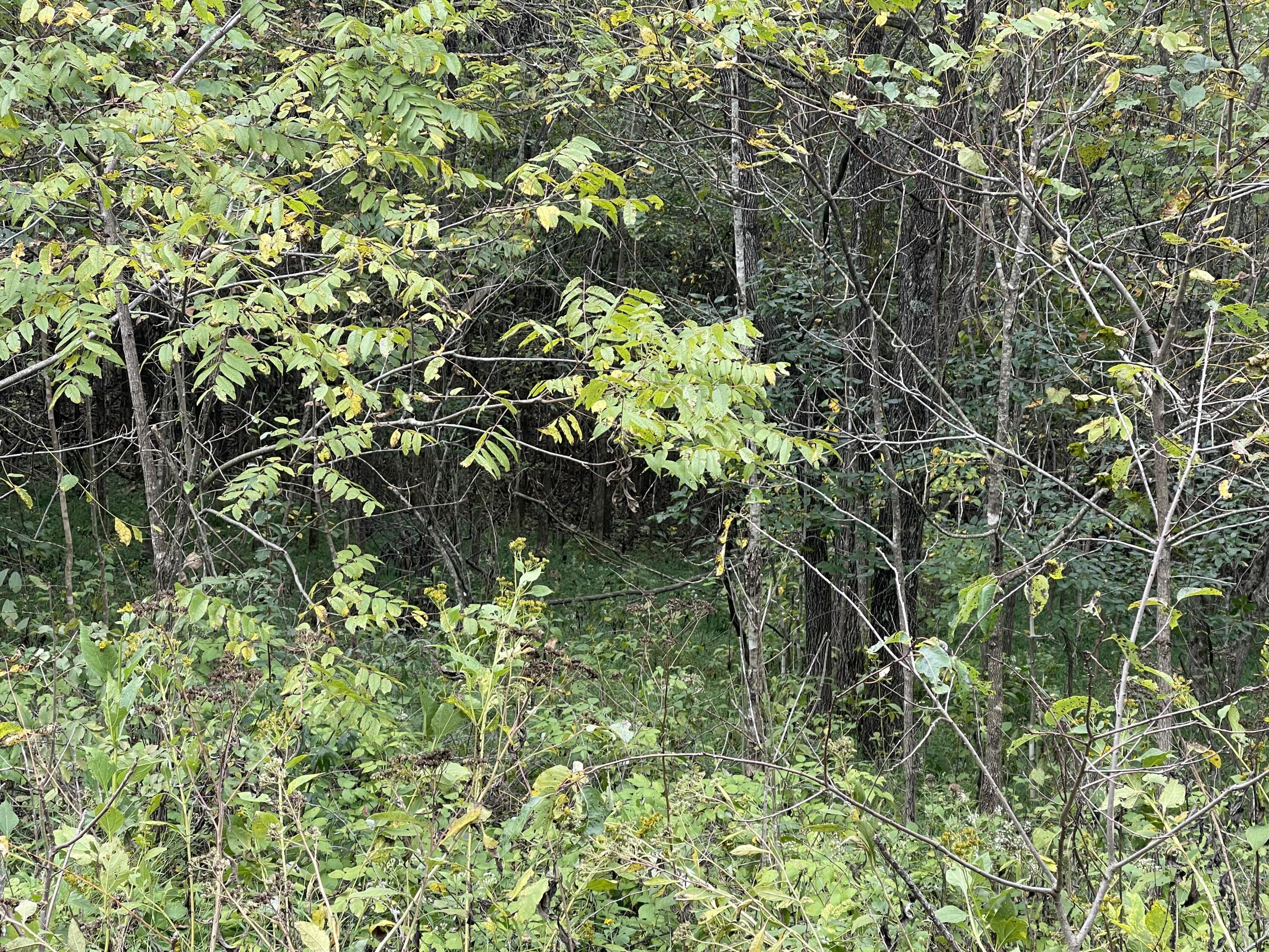 Lot 51 Shepperd Property Photo 5