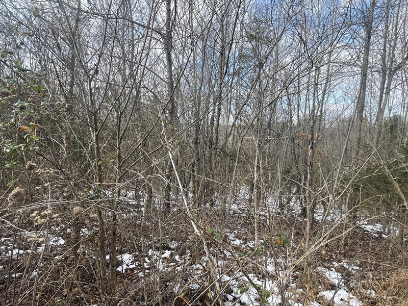 Lot 51 Shepperd Property Photo 12
