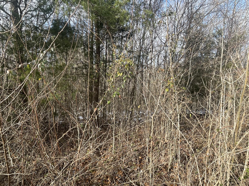 Lot 51 Shepperd Property Photo 13