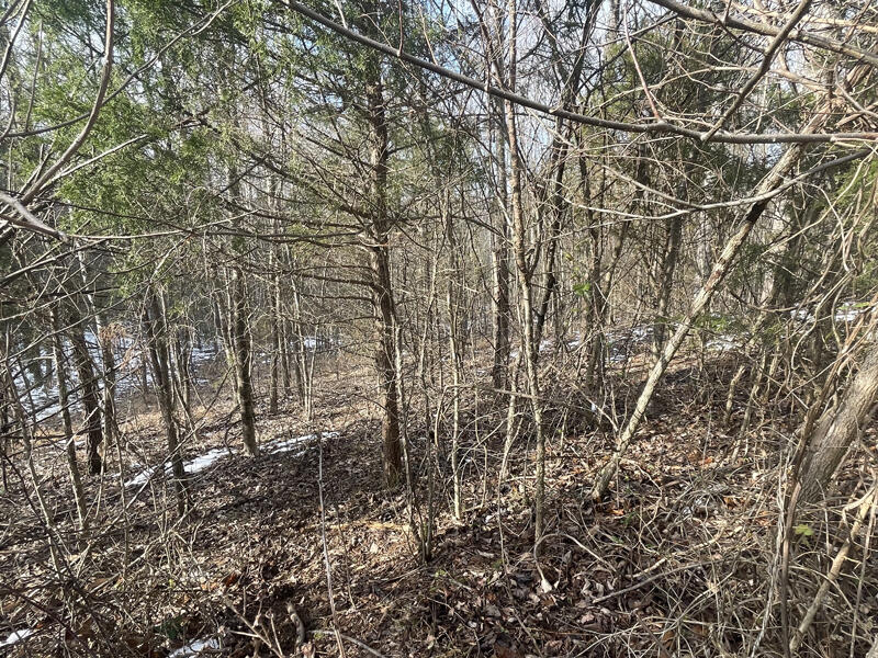 Lot 51 Shepperd Property Photo 14