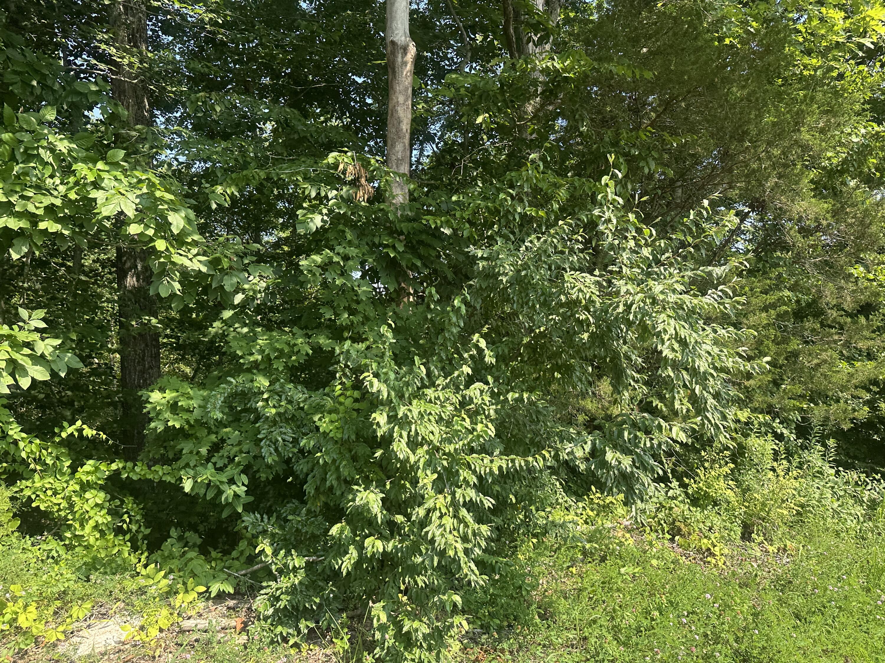 Lot 26 Rock Springs Road Property Photo 1