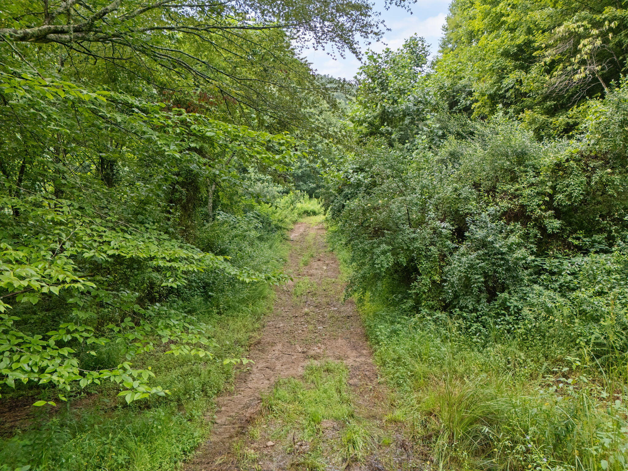 0 Hall Branch Road Property Photo 4