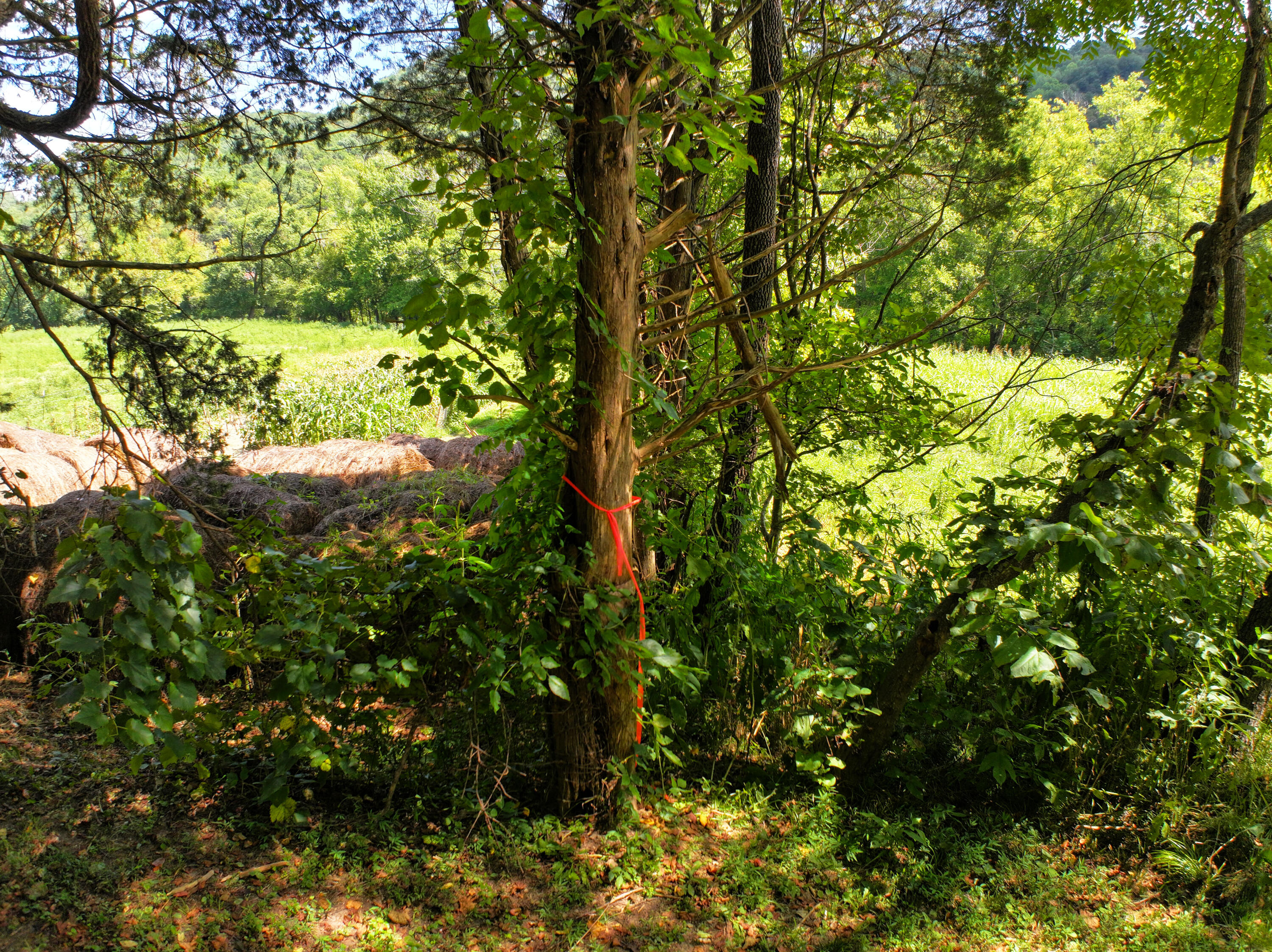 00000 Jakes Heavenly Highway Property Photo 15