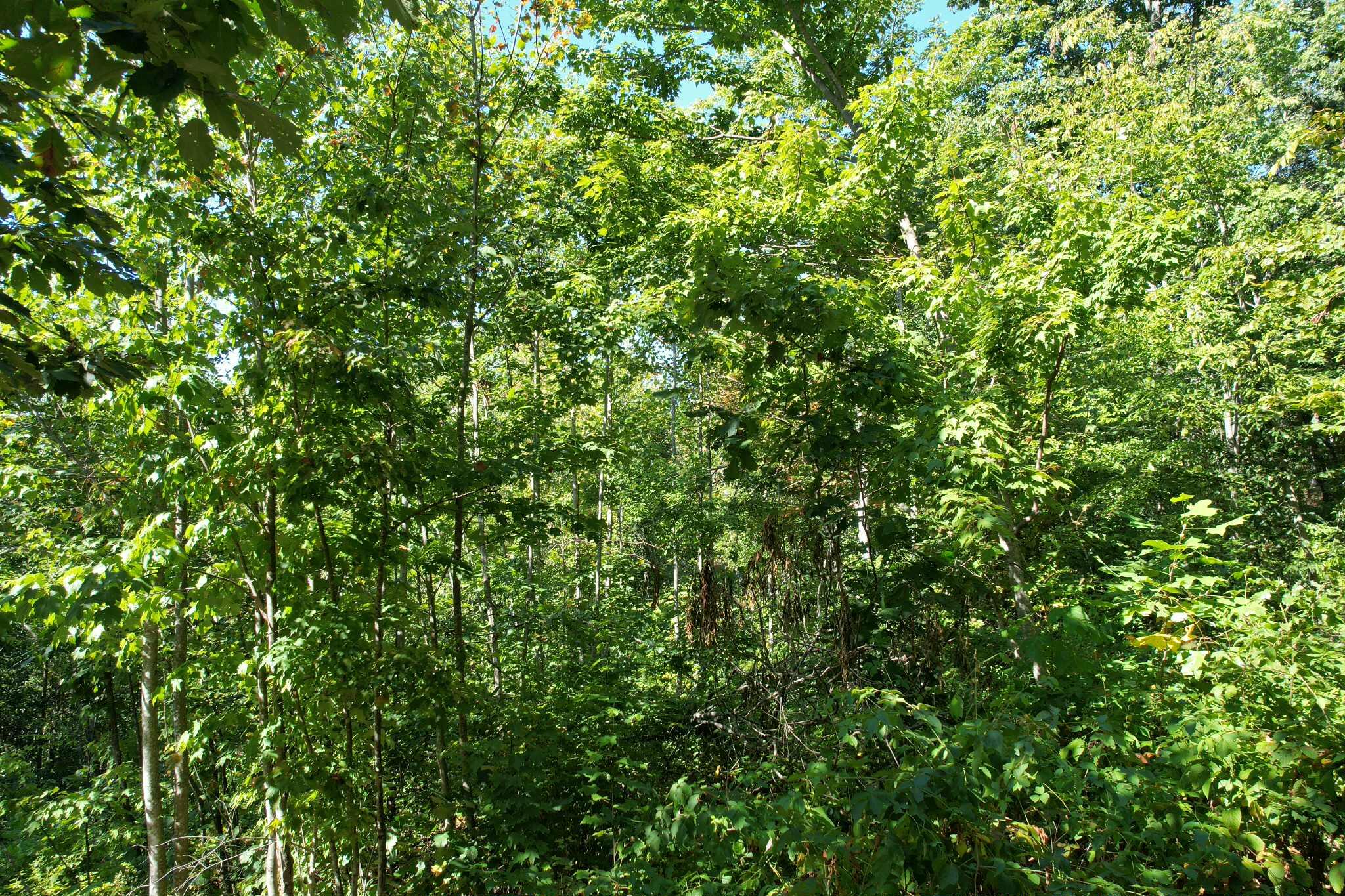 0 Evans Sisters Road Property Photo 17