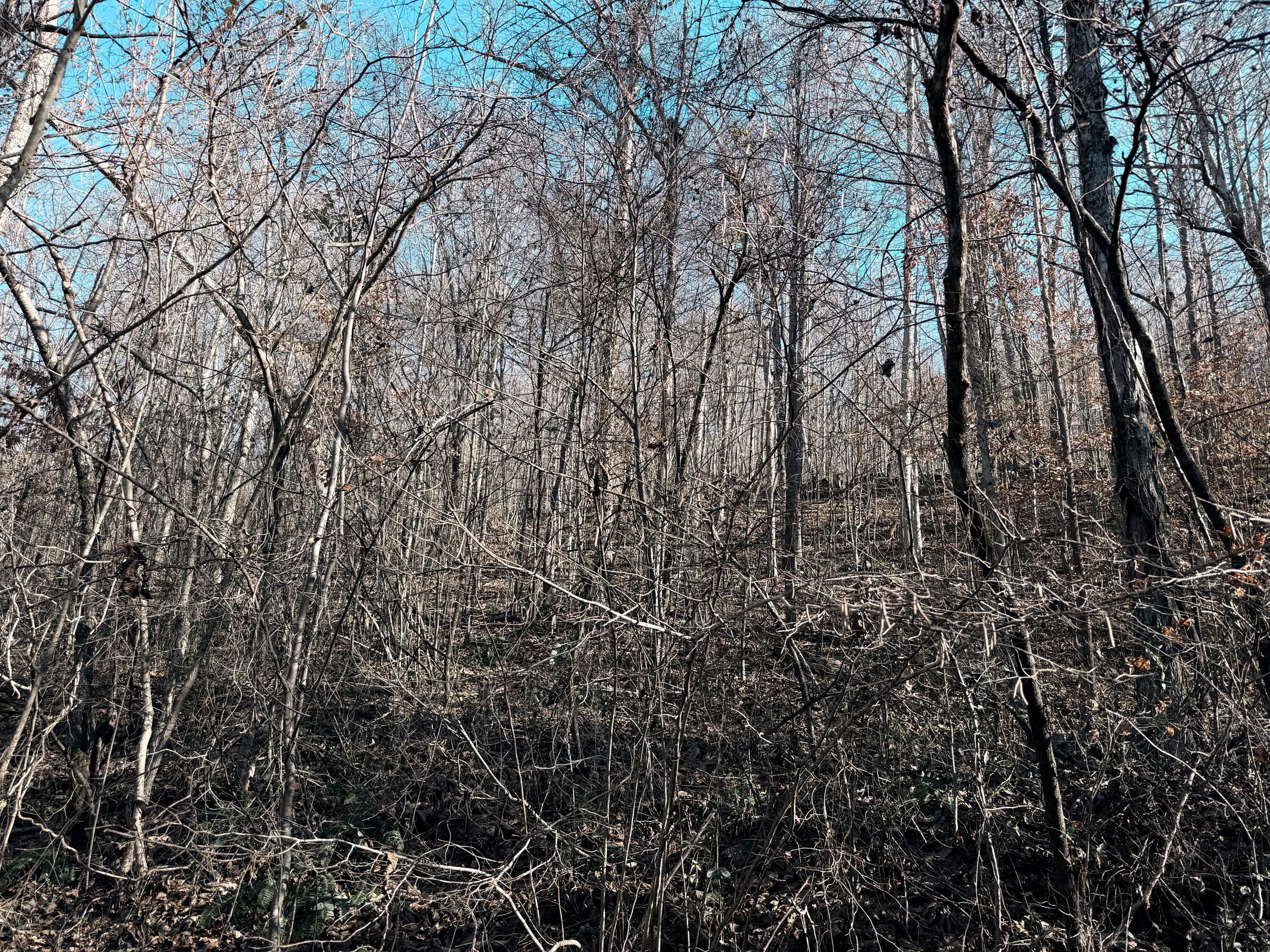 198 Dan Dishman Road Property Photo 3