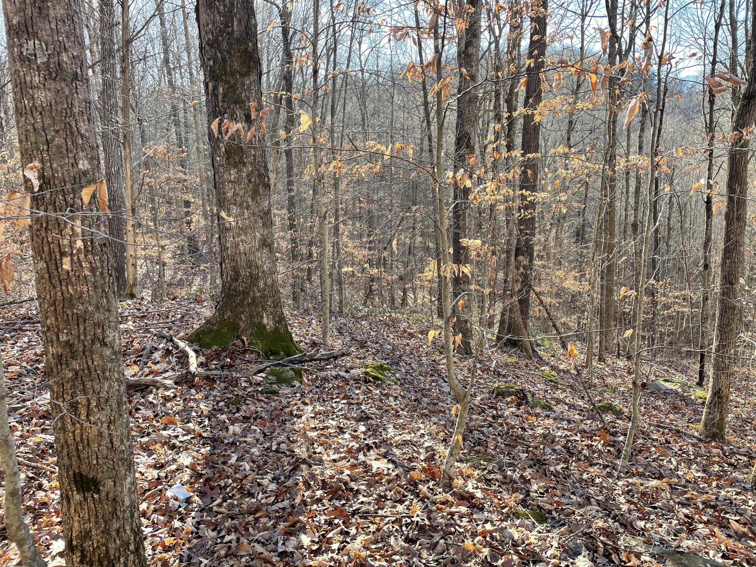 1901 Dixie Bend Road Property Photo 5