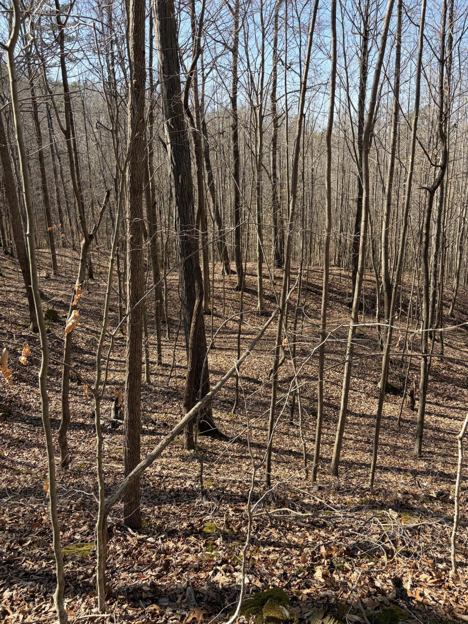 1901 Dixie Bend Road Property Photo 13